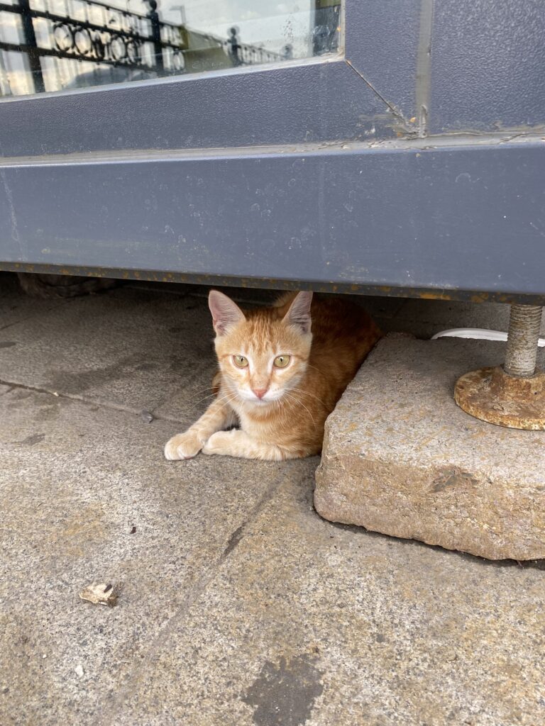 Adorable Kitten on the Streets of Istanbul