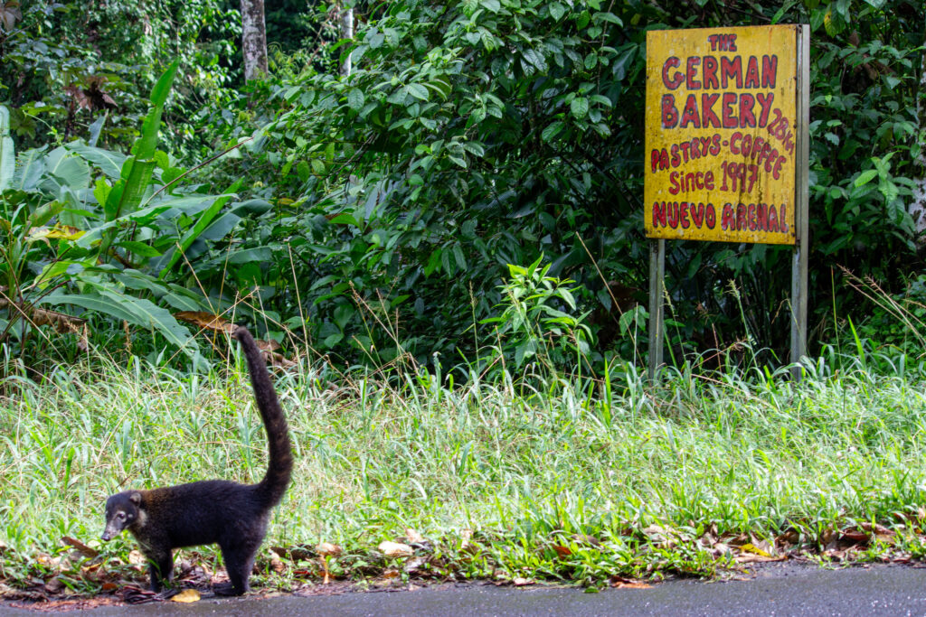 A coati, a small mammal closely resembling a raccoon, in front of vegetation and a vintage road sign.