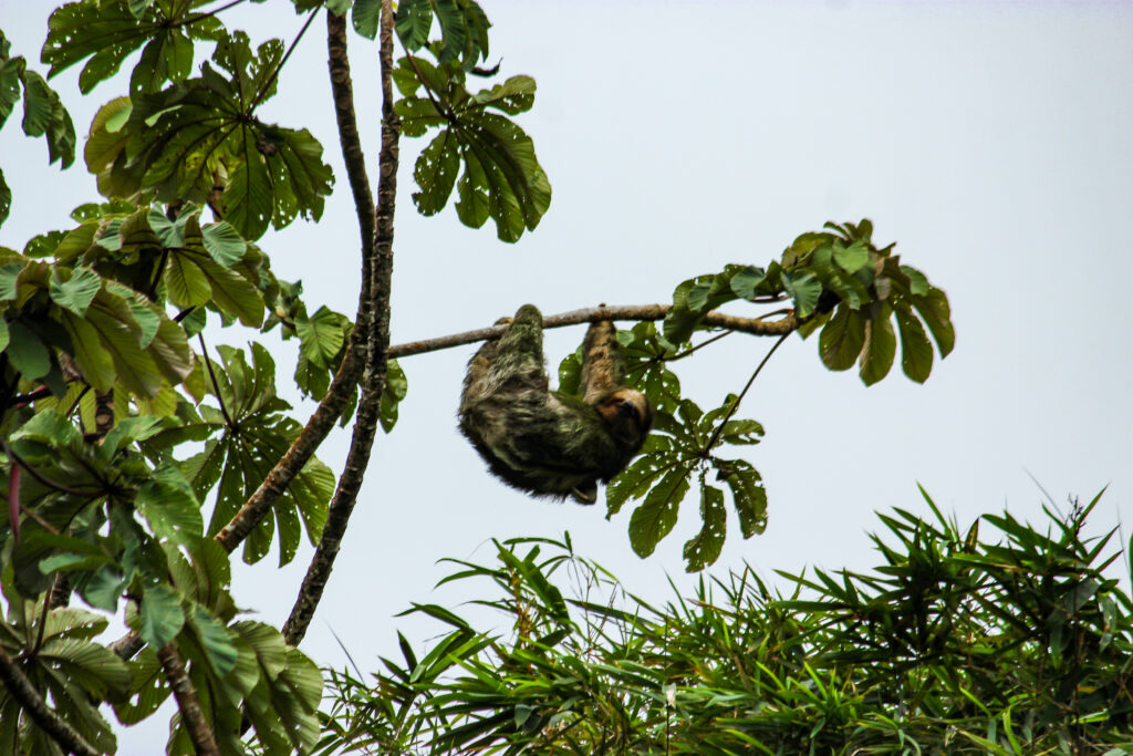 A sloth hanging high above the trees in Costa Rica.