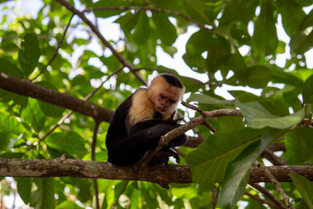 A monkey sitting on a tree branch surrounded by vibrant green leaves.