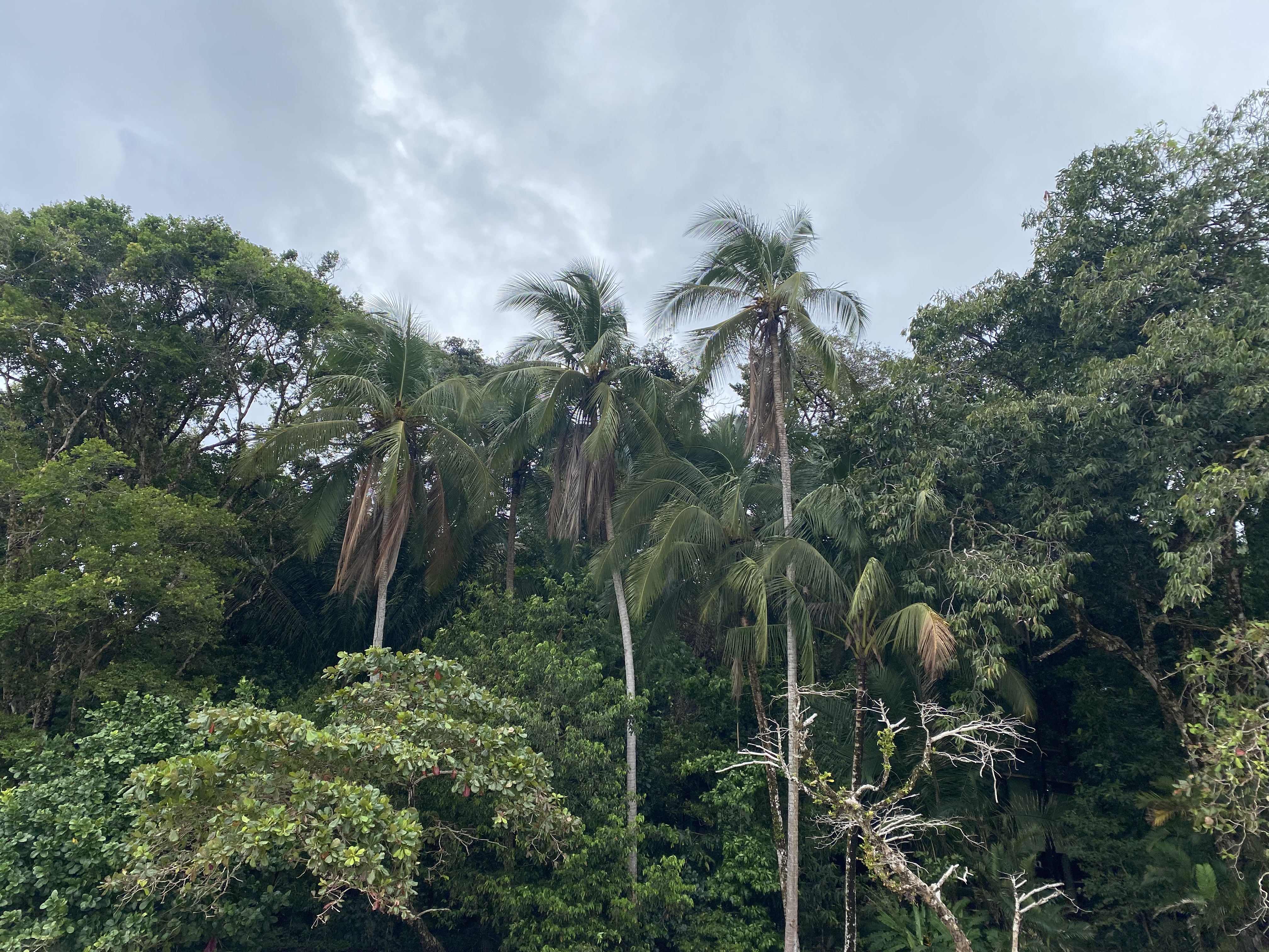 Palm trees at Manuel Antonio Beach.