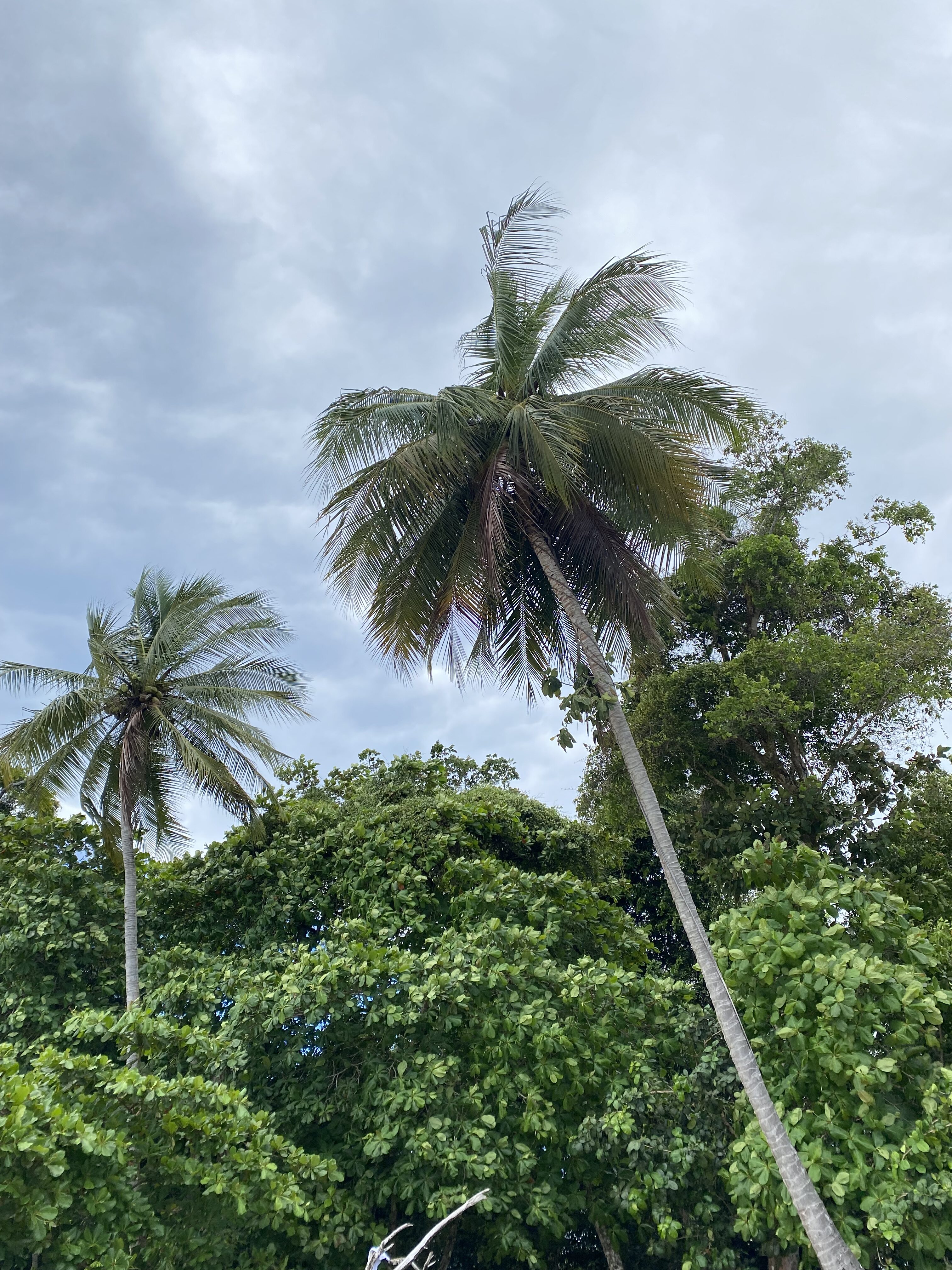 Palm trees swaying in the wind at Manuel Antonio National Park.