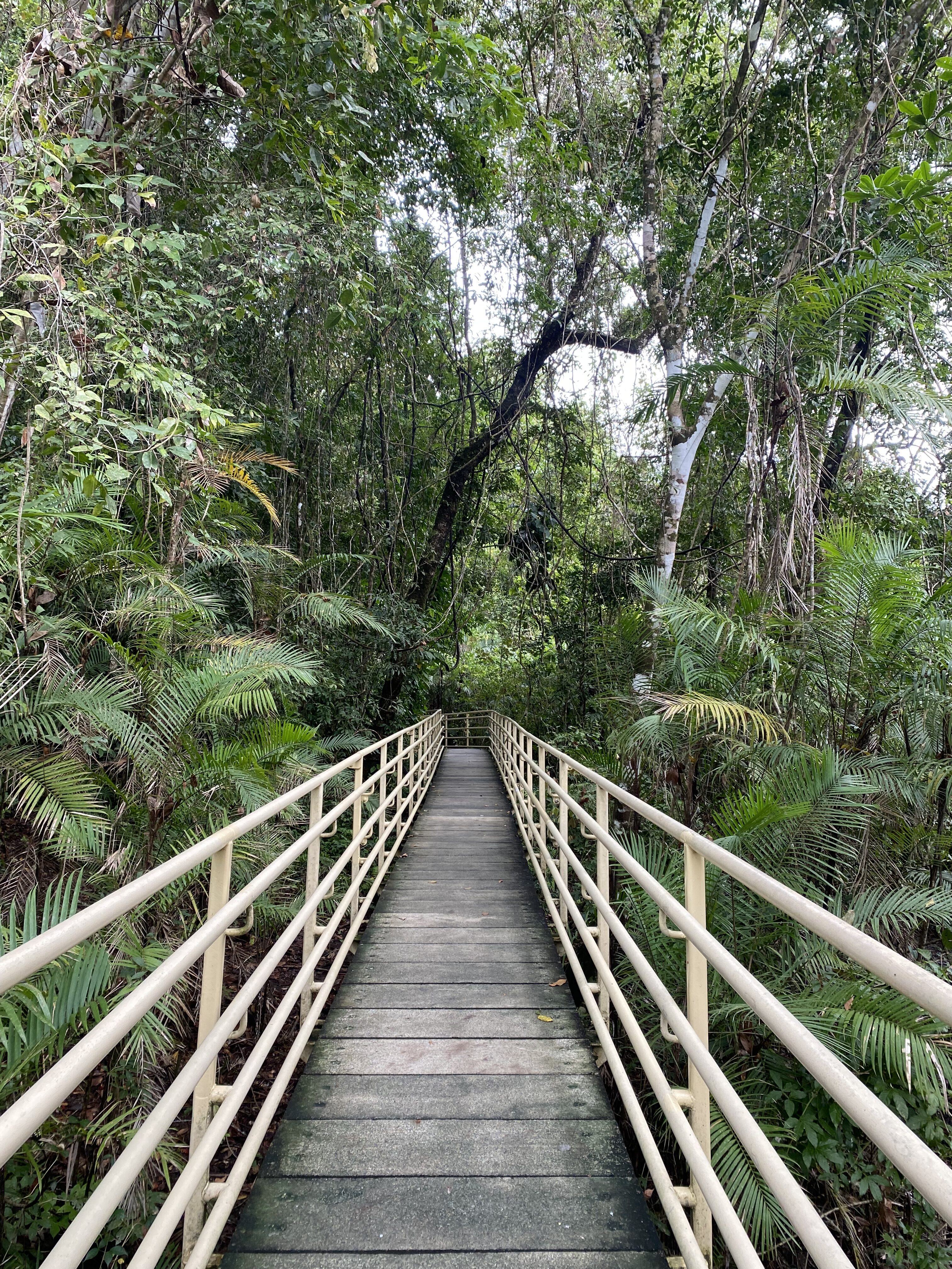 A wooden foot path with light yellow rails leading into a dense forest in Costa Rica. 