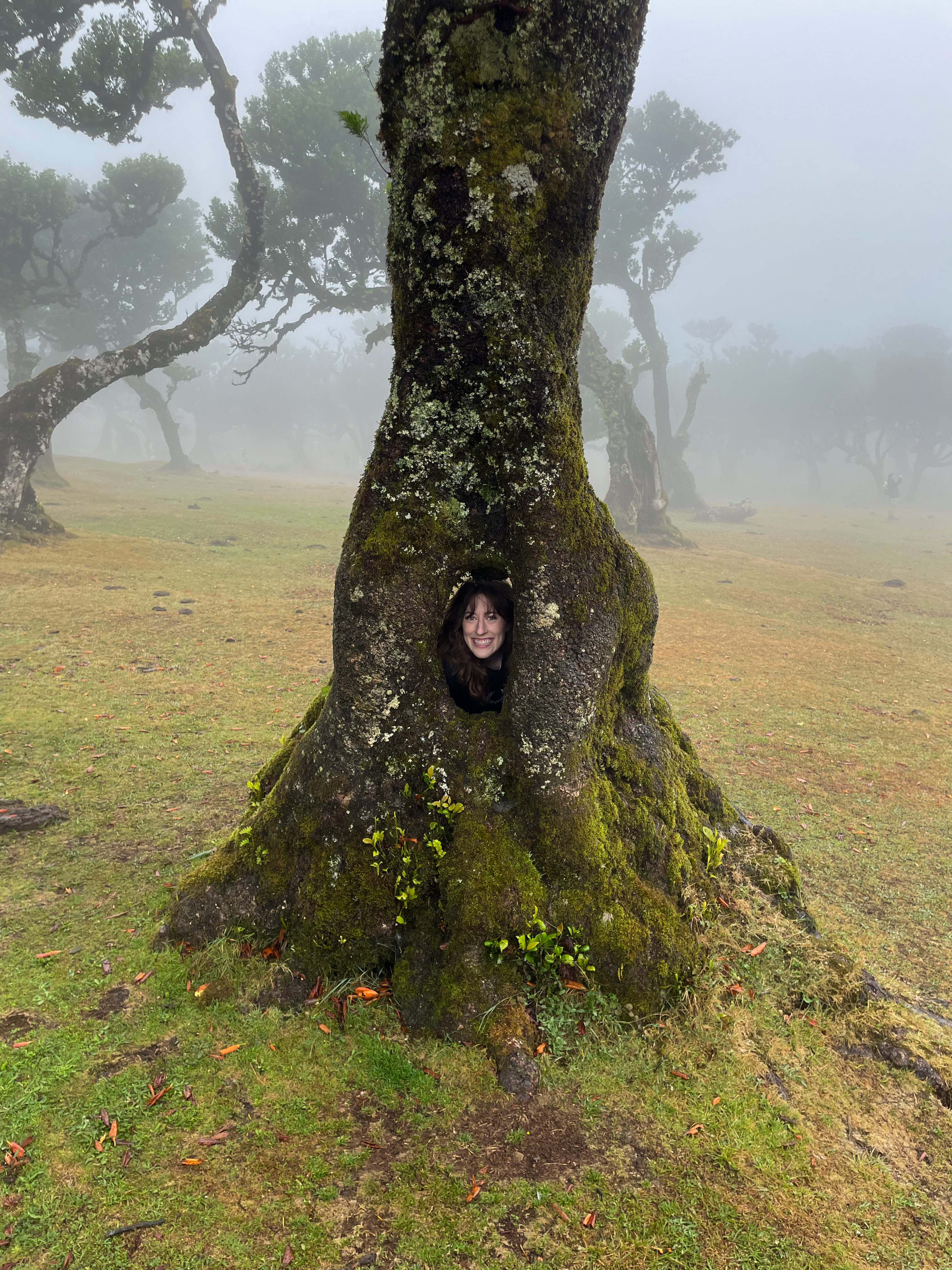 Bella peeking through a hole in a mossy tree in the foggy, enchanted Fanal Forest in Madeira.