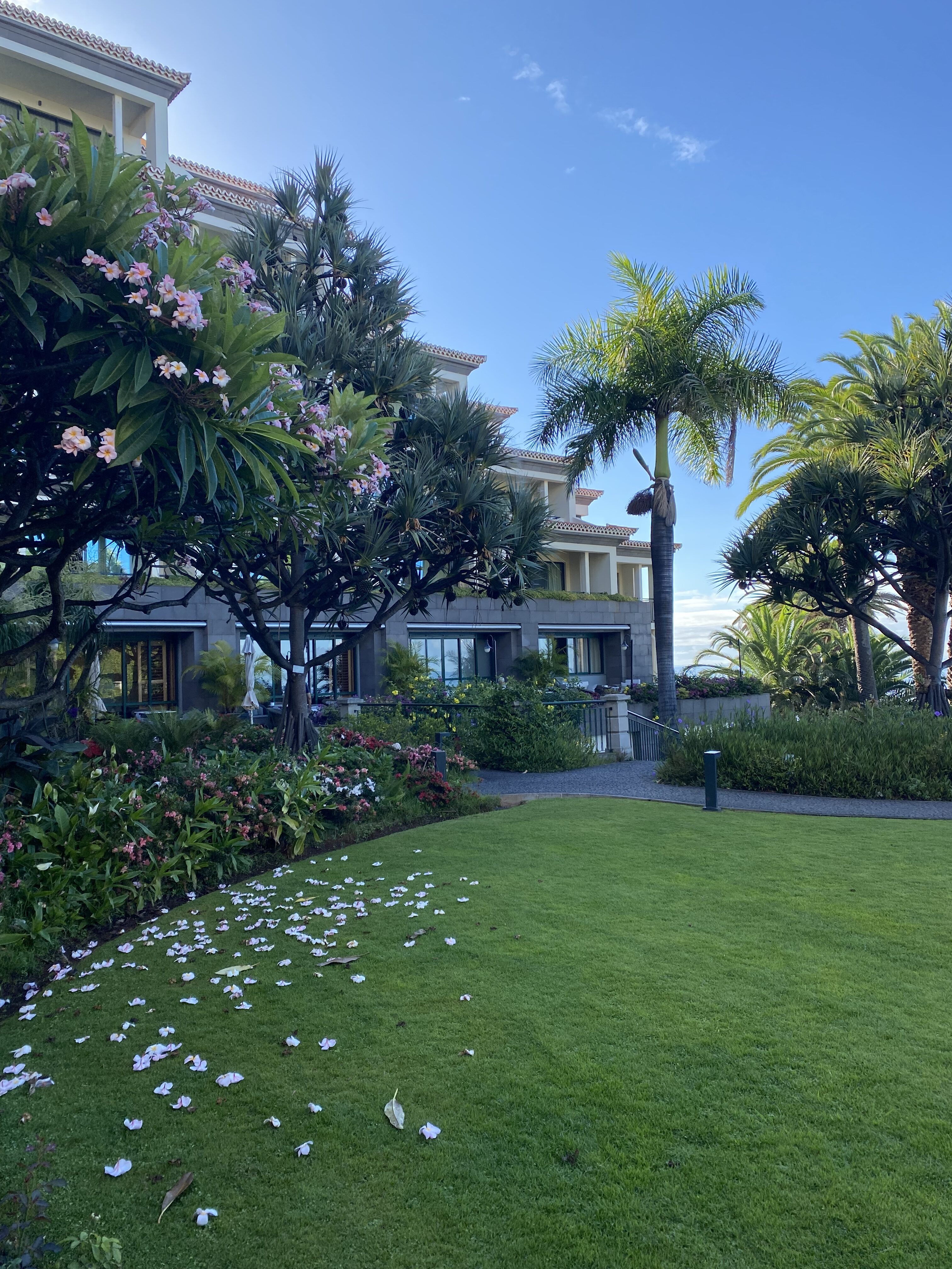 A beautiful lawn, dappled with petals from the flowering trees, at the Cliff Bay resort in Funchal.