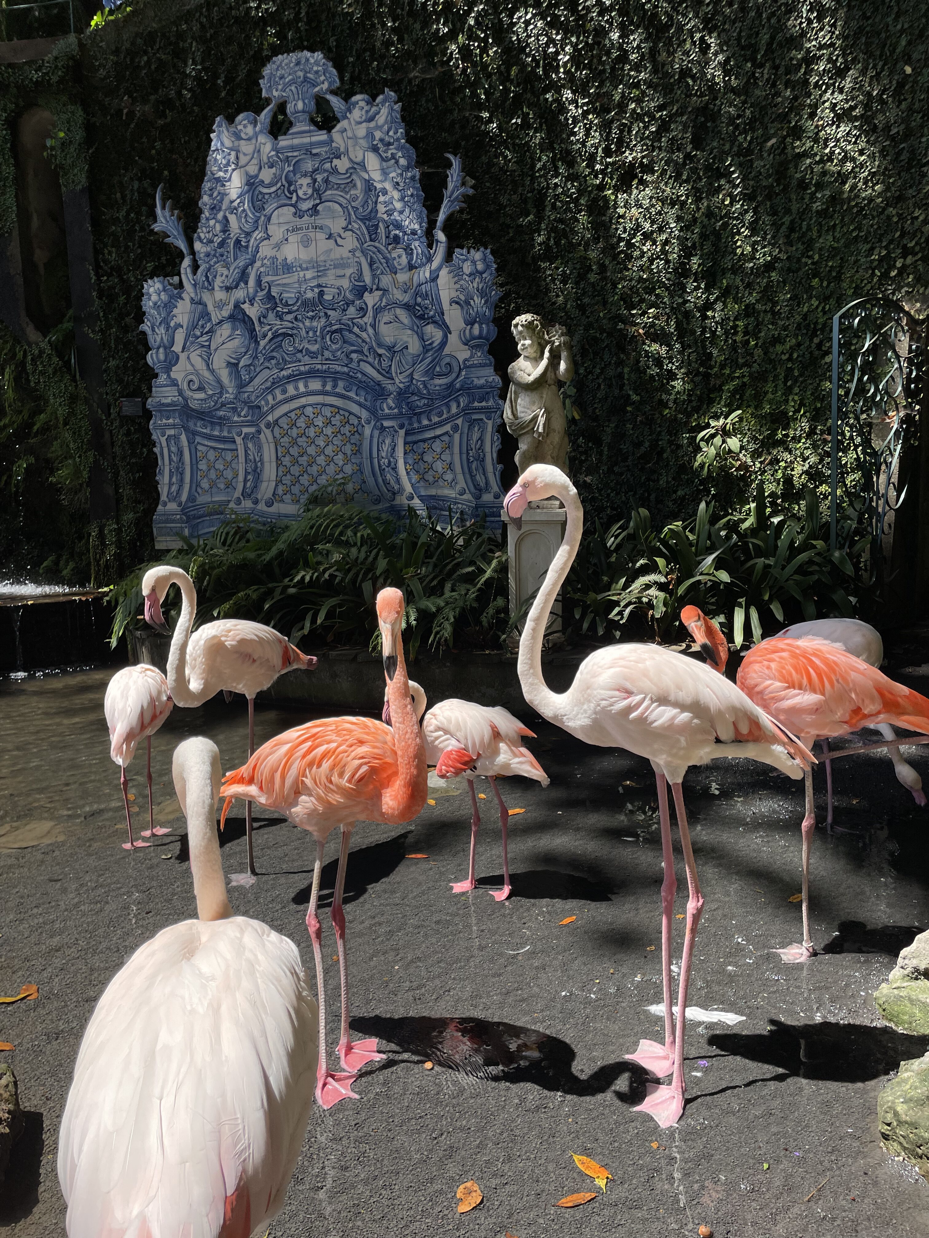 Bright pink flamingoes enjoying a shallow pond at Monte Palace Tropical Garden.