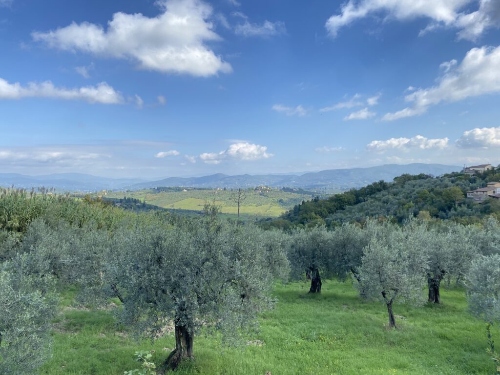 A vibrant green olive grove in the Tuscan hills with a bright, slightly cloudy blue sky.