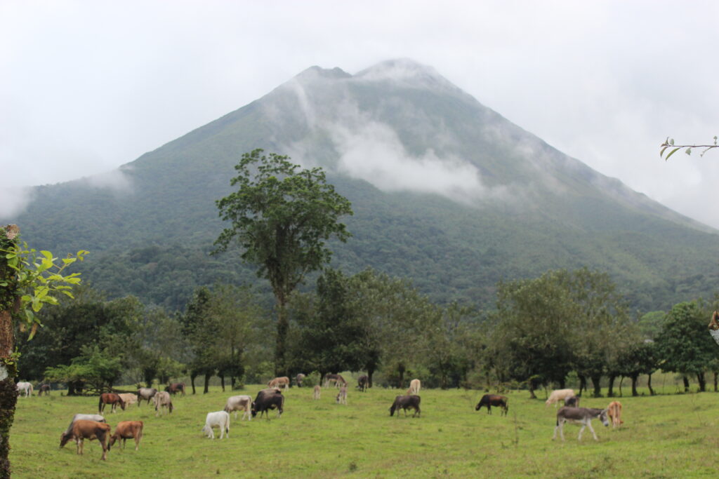Arenal Volcano with livestock below it.