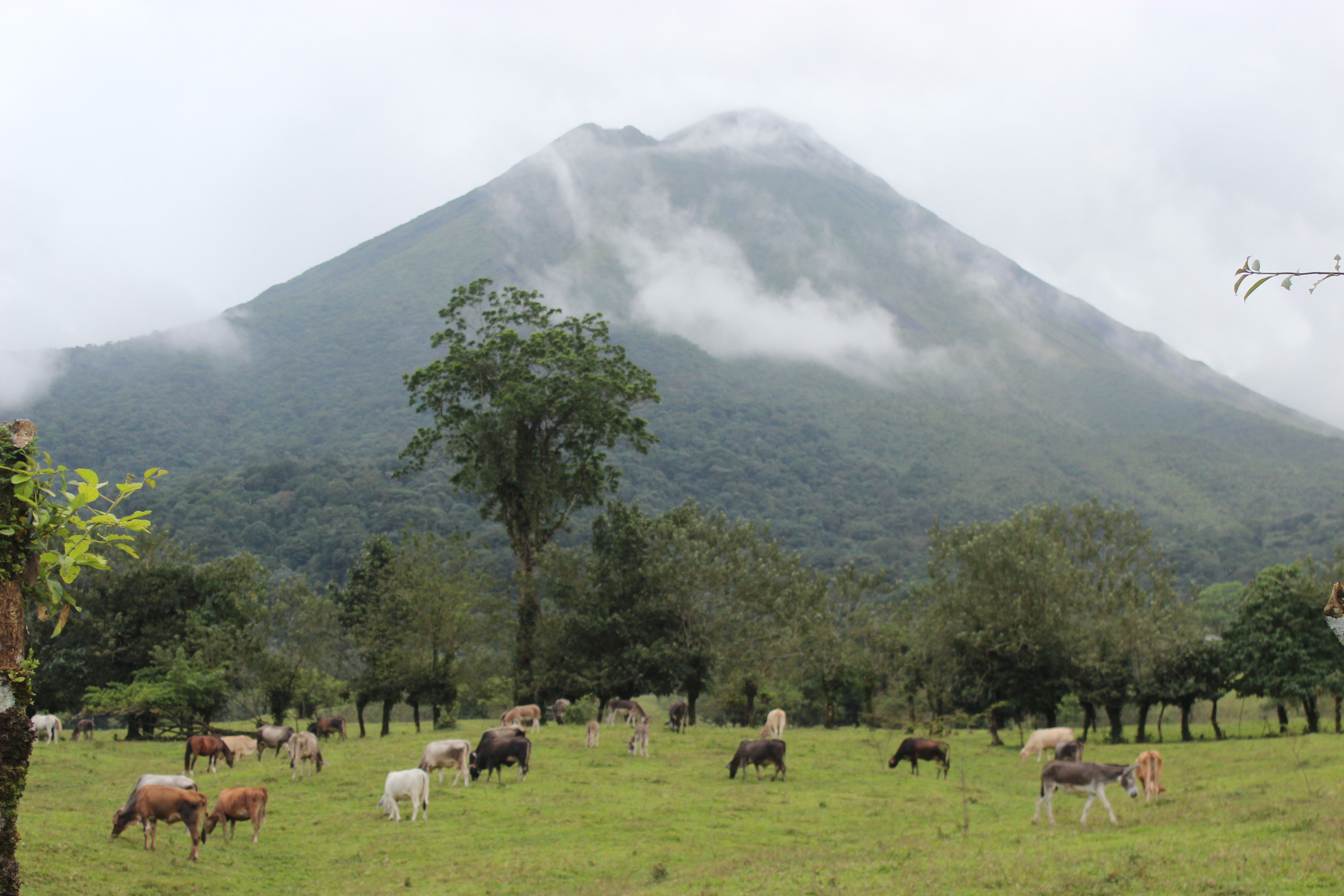 Arenal Volcano with livestock below it.