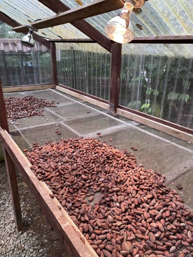 Cacao beans drying in a greenhouse in Costa Rica.