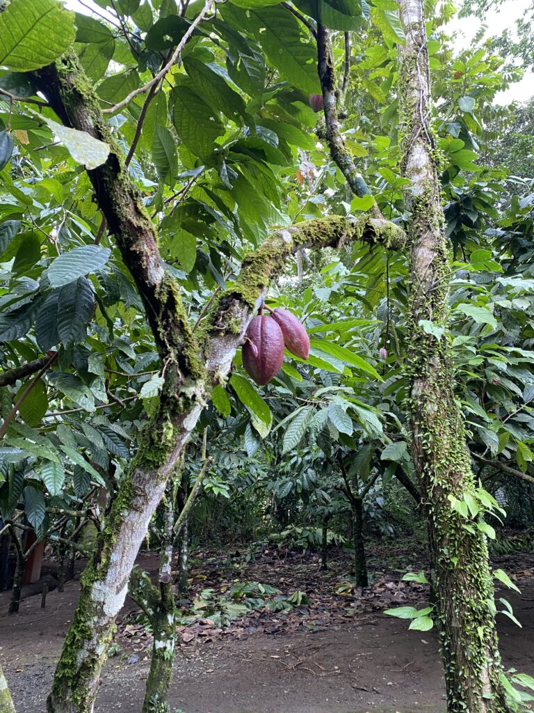 Cacao fruit growing in Costa Rica.