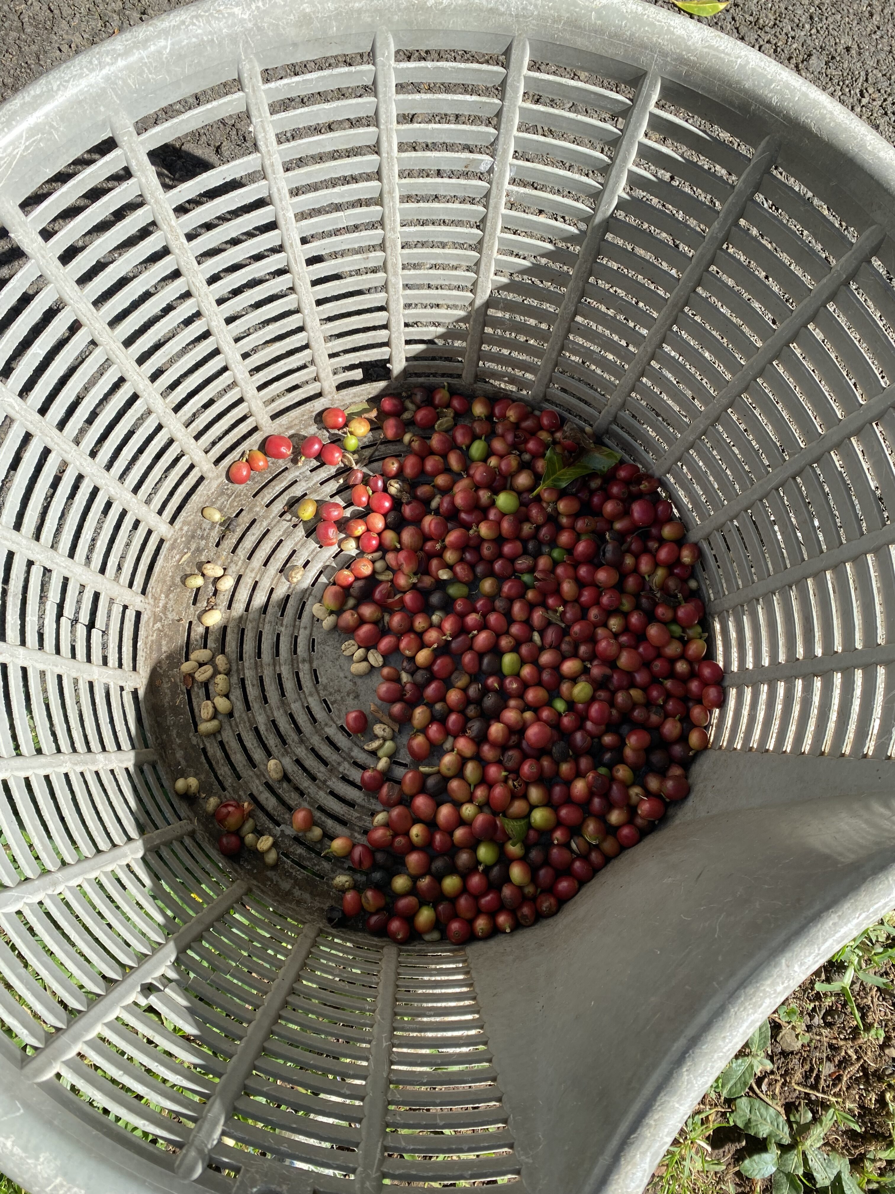 A variety of colorful, red coffee beans directly from the trees at Hacienda Doka in Costa Rica.