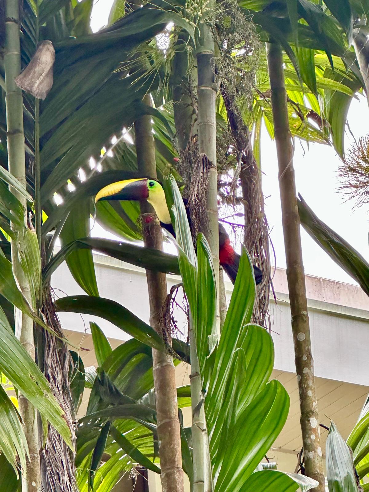 A colorful toucan among the trees in Costa Rica.