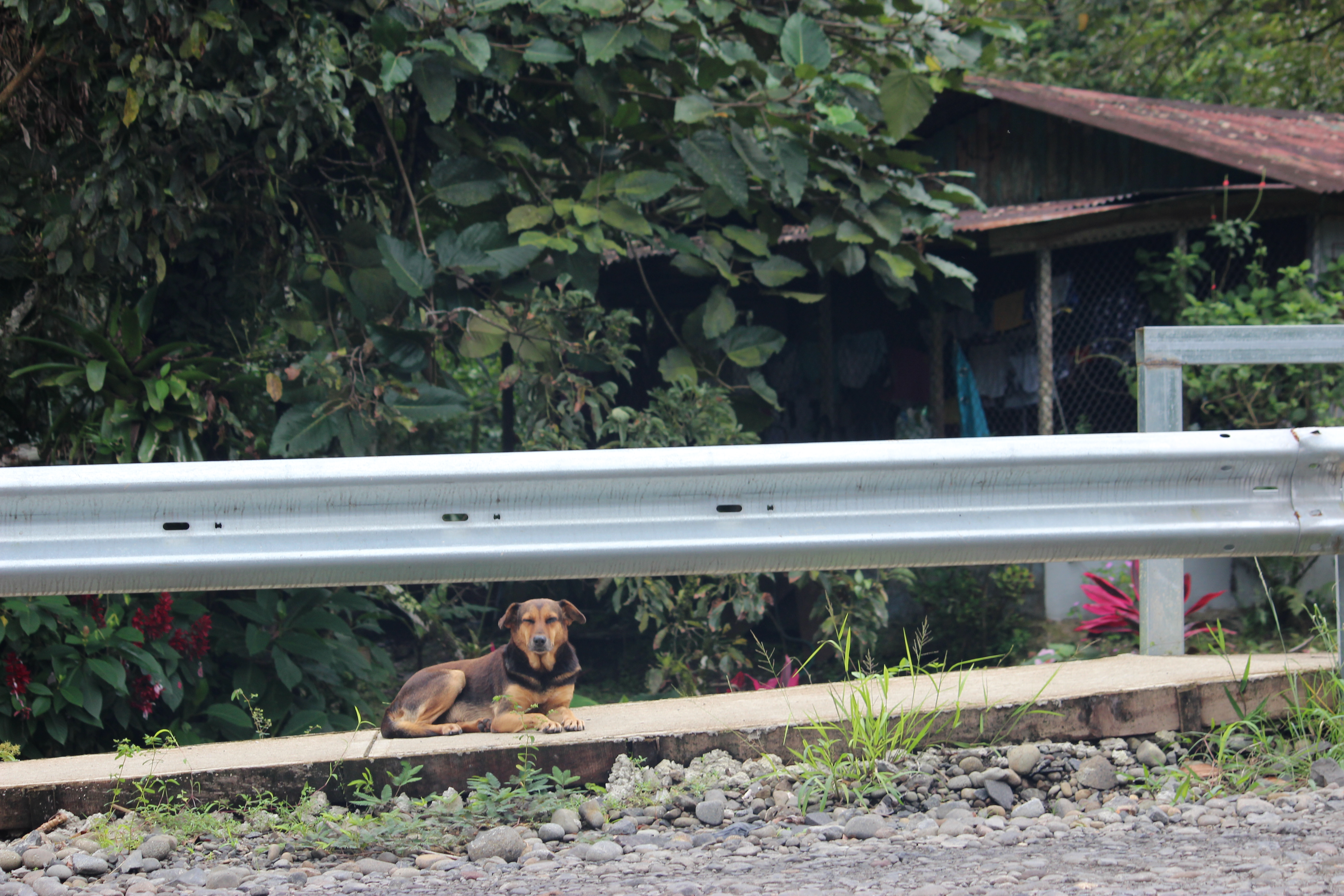 A street dog sitting on the side of the highway in La Fortuna.