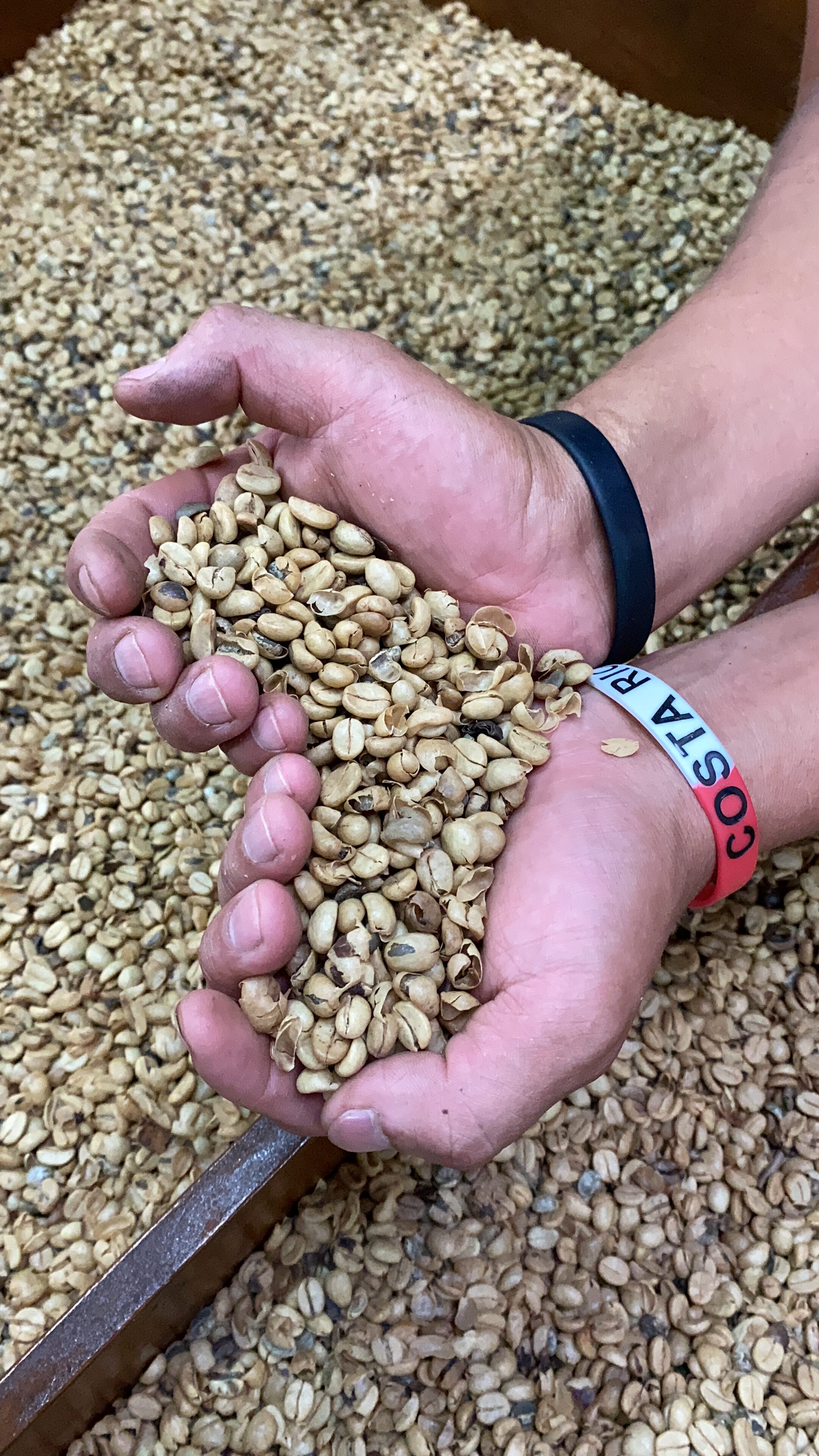 Dried, un-roasted coffee beans held in hands in the shape of a heart.