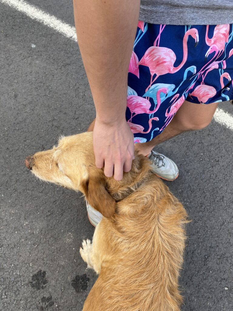 Mountain dog, Madeira