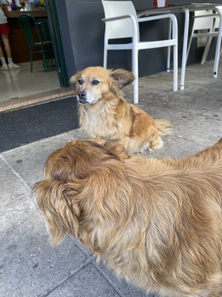 Two small gold-hard dogs looking at each other outside a cafe in the hill of Madeira.