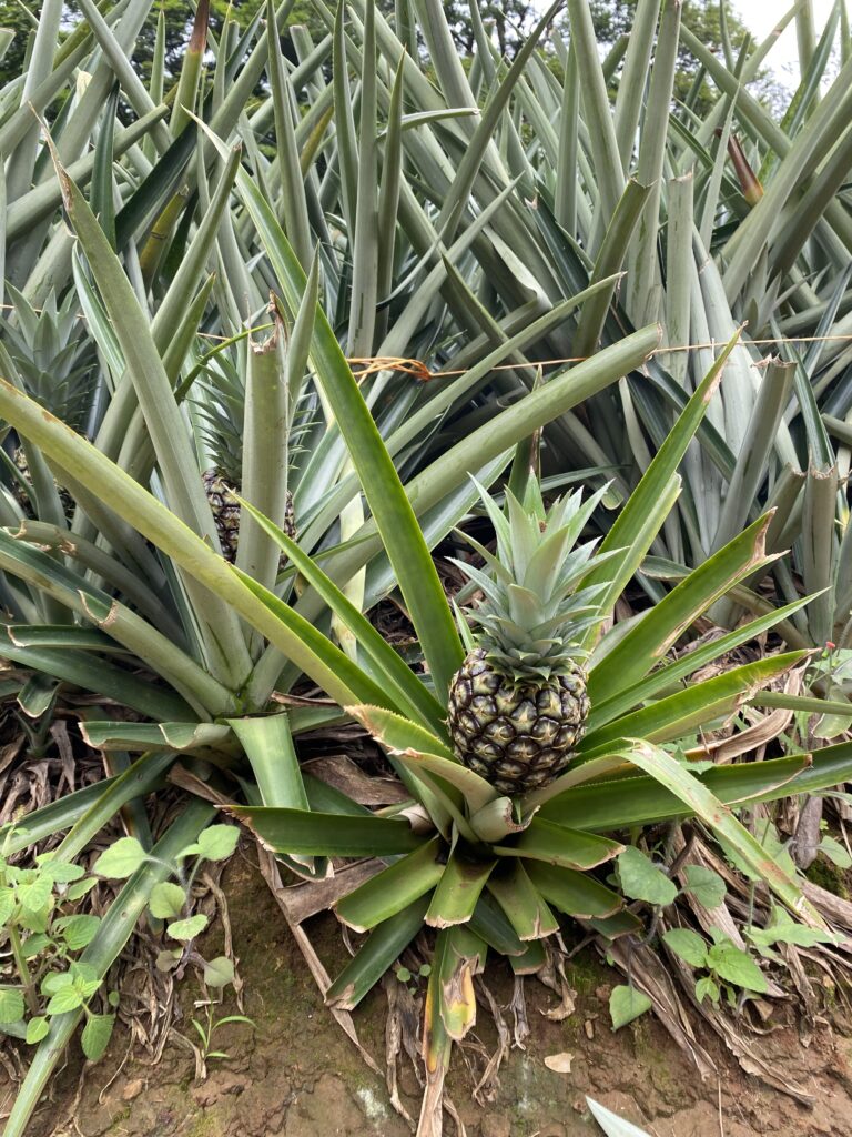A small, growing pineapple at a local Costa Rican pineapple farm.