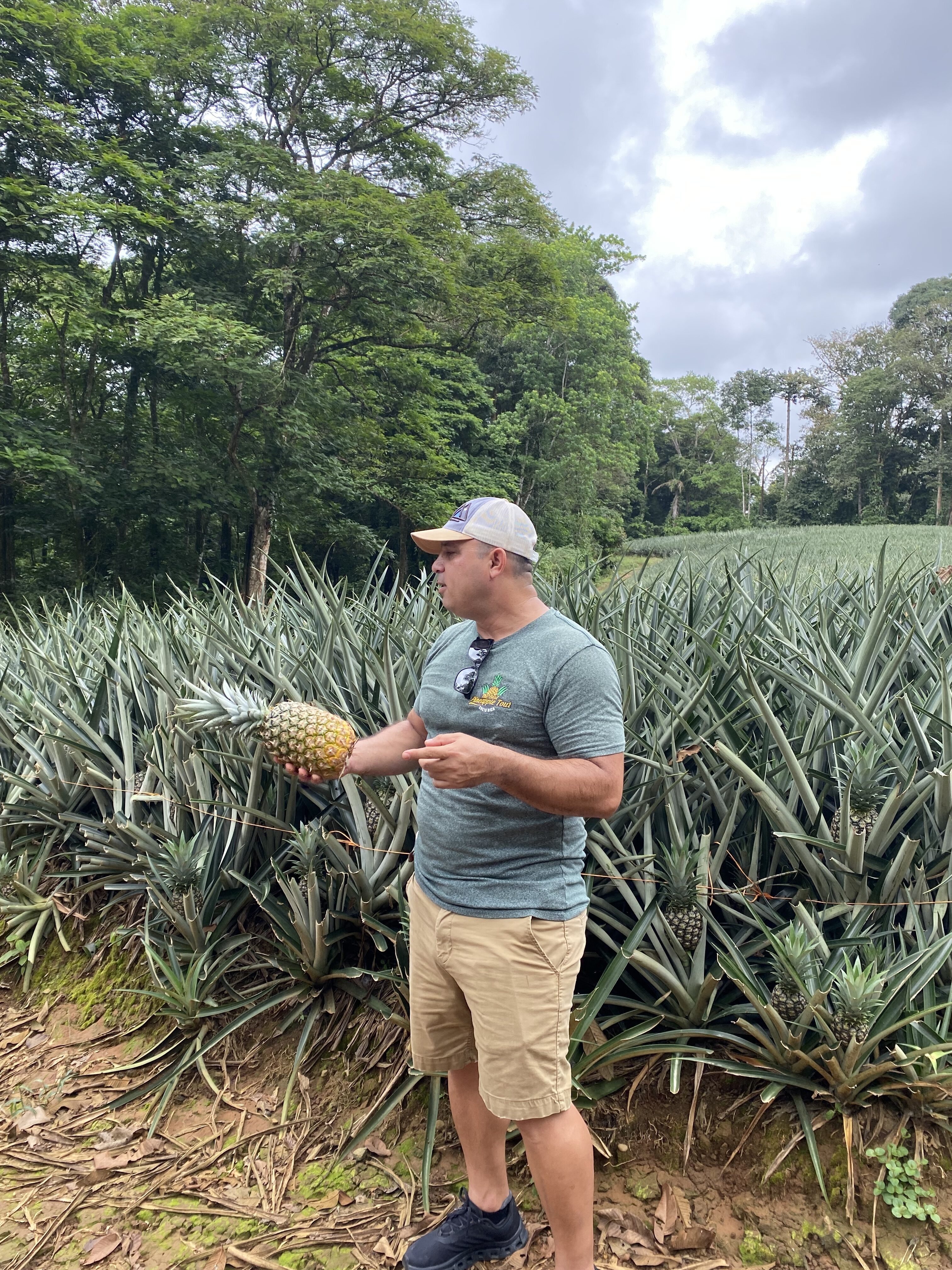 A local Costa Rican guide holding a pineapple in front of a pineapple field.