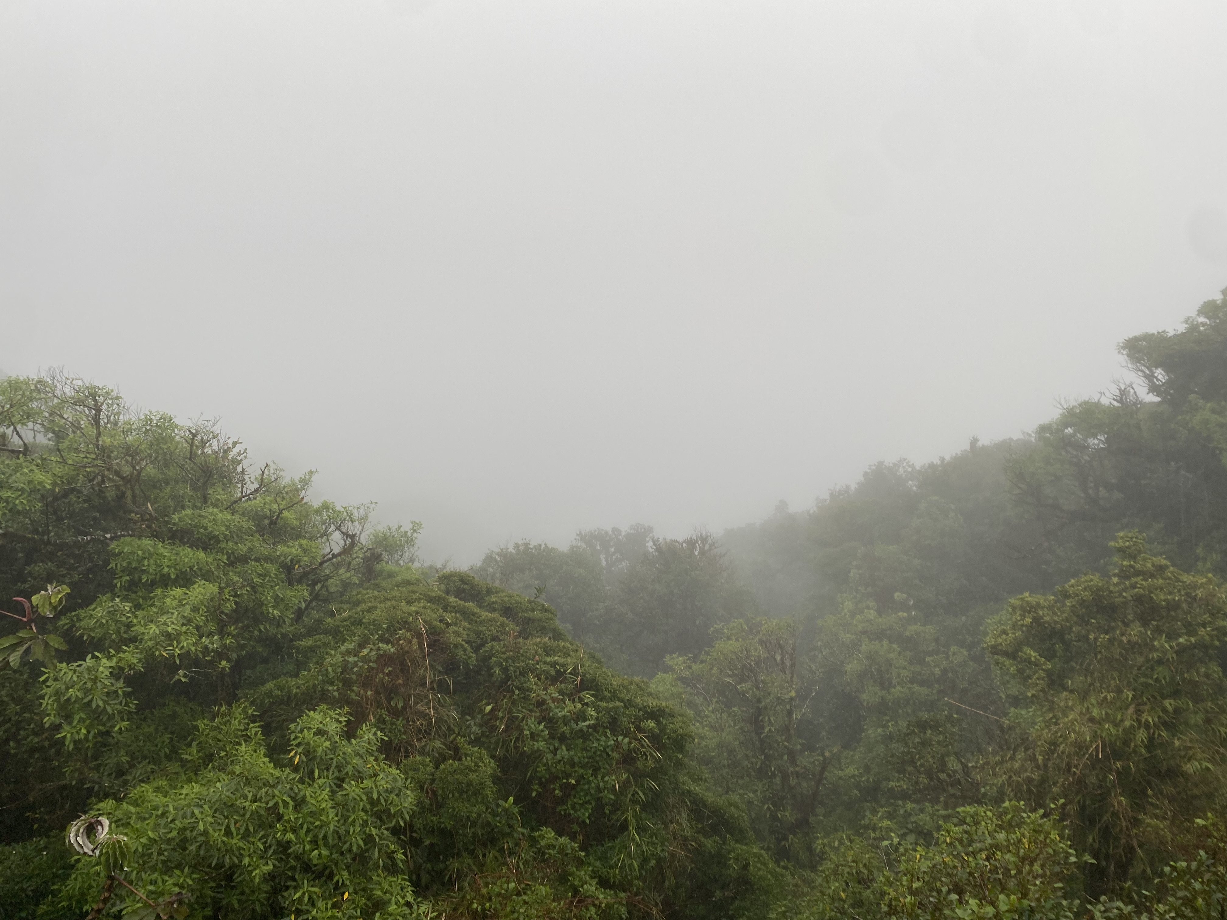 A foggy forest in Costa Rica – Santa Elena Cloud Forest.