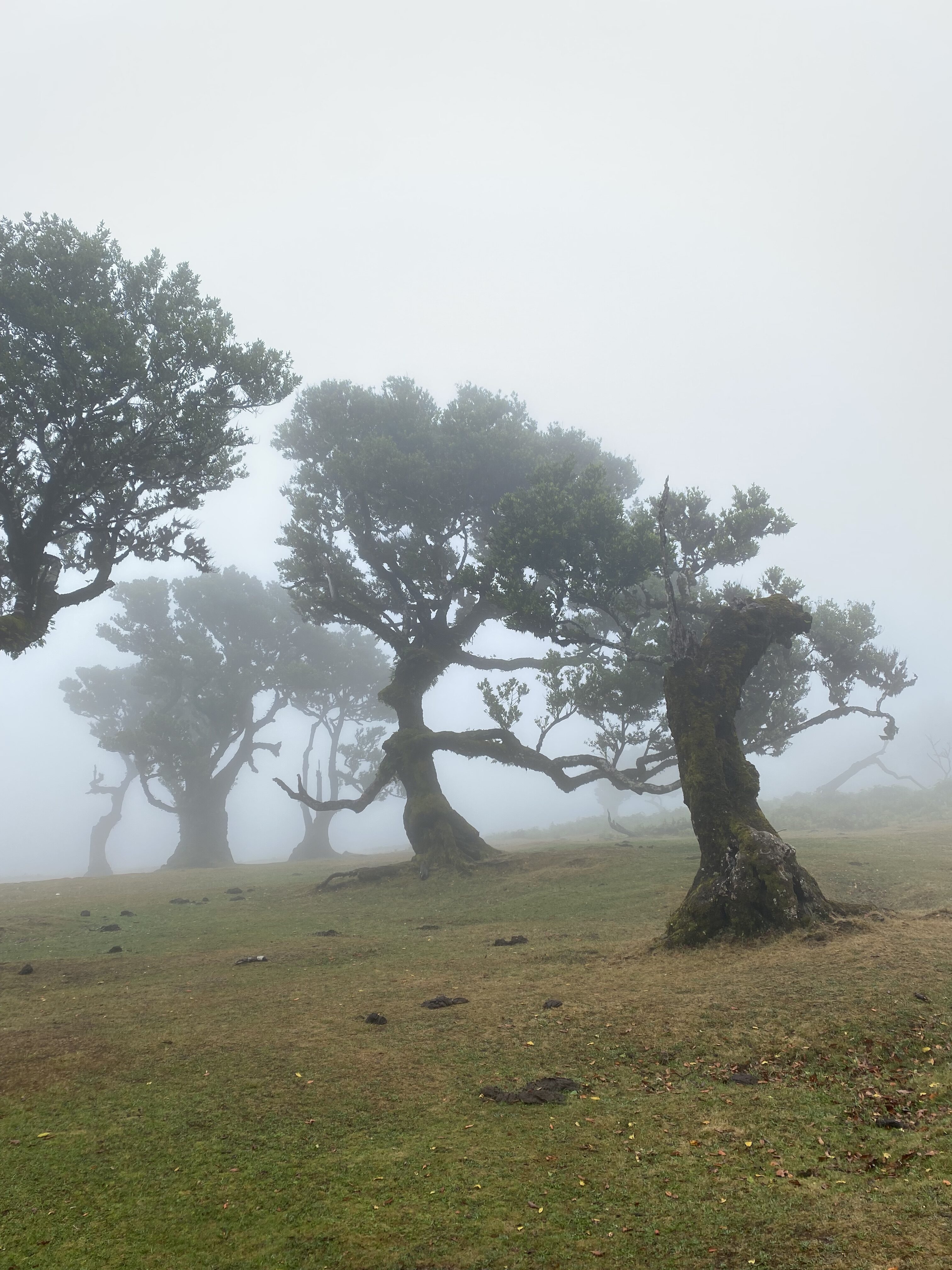 Creature-like laurel tree in the mystical Fanal Forest.