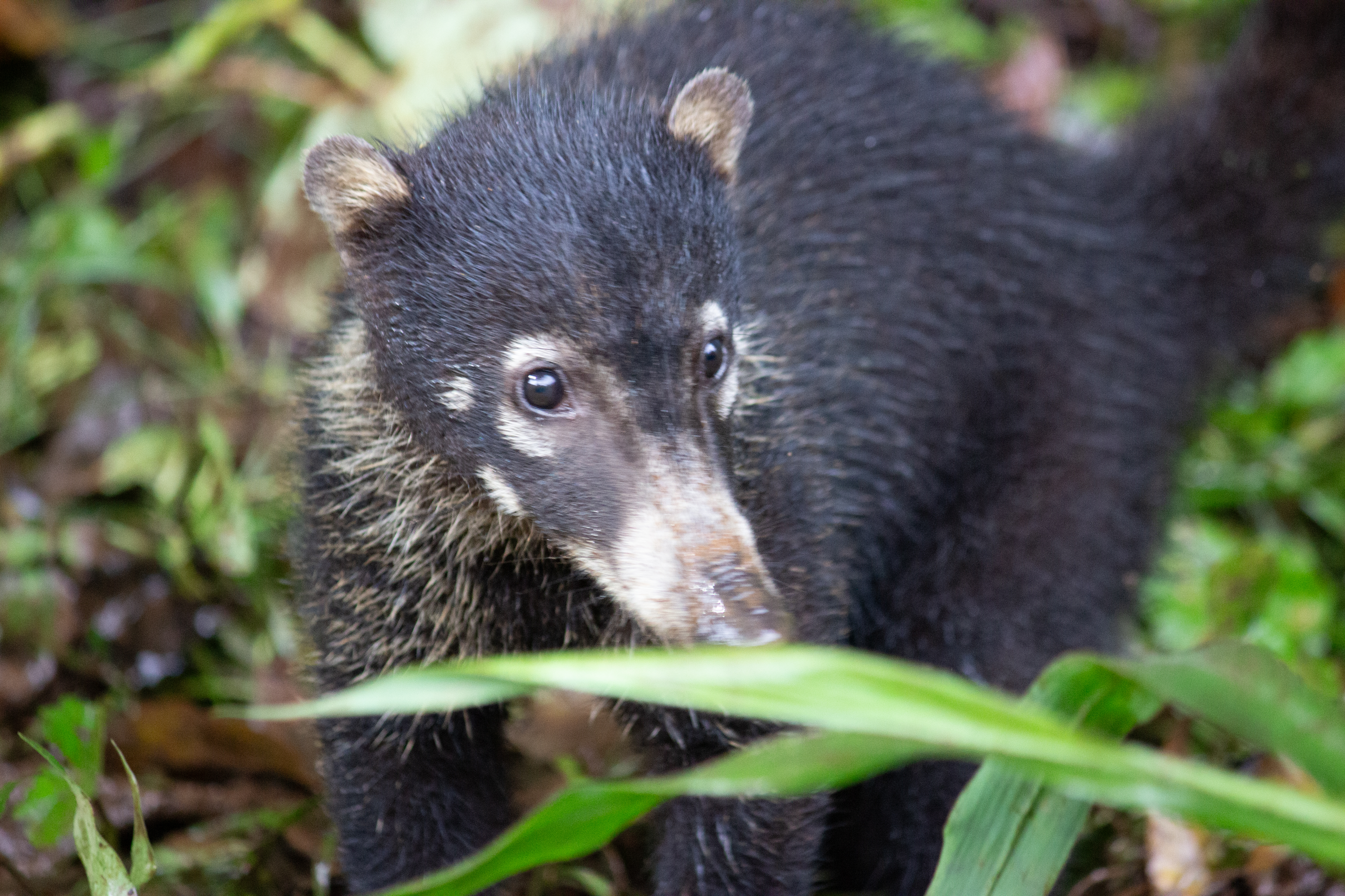 A white-nosed coati.