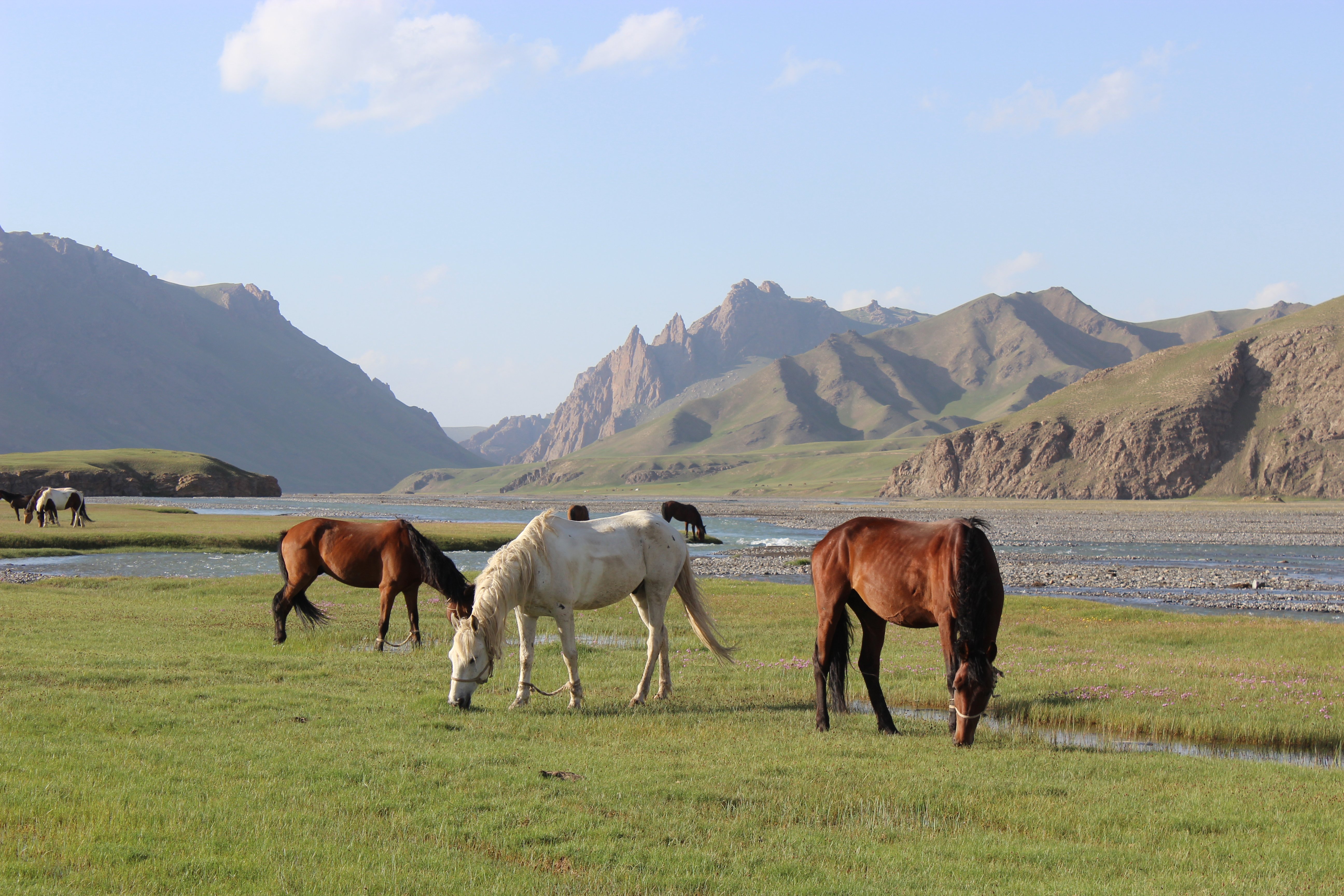 grazing horses in the Kok Kiya valley.