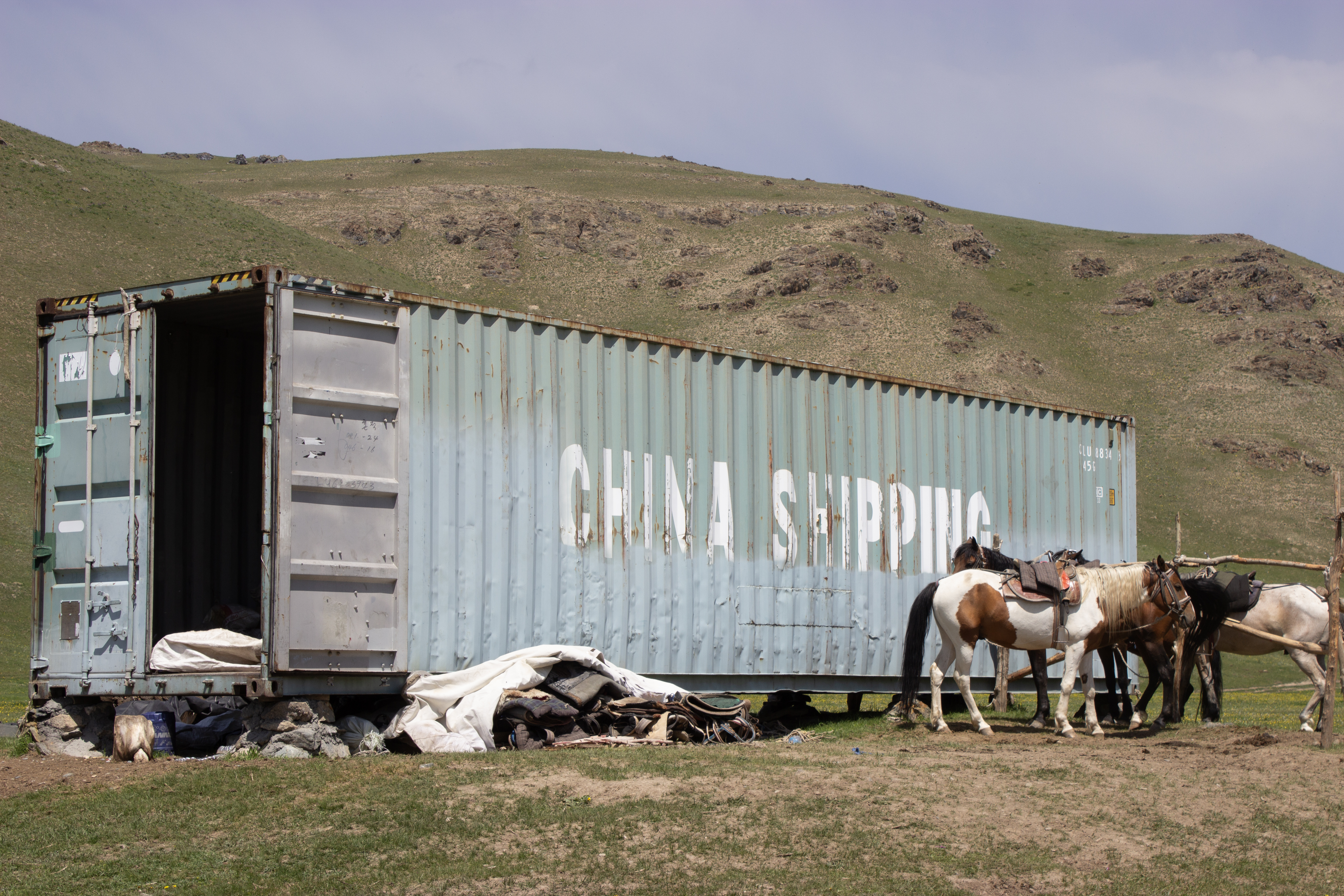 A light blue shipping container that says "China Shipping", with a group of horses gathered near the edge.