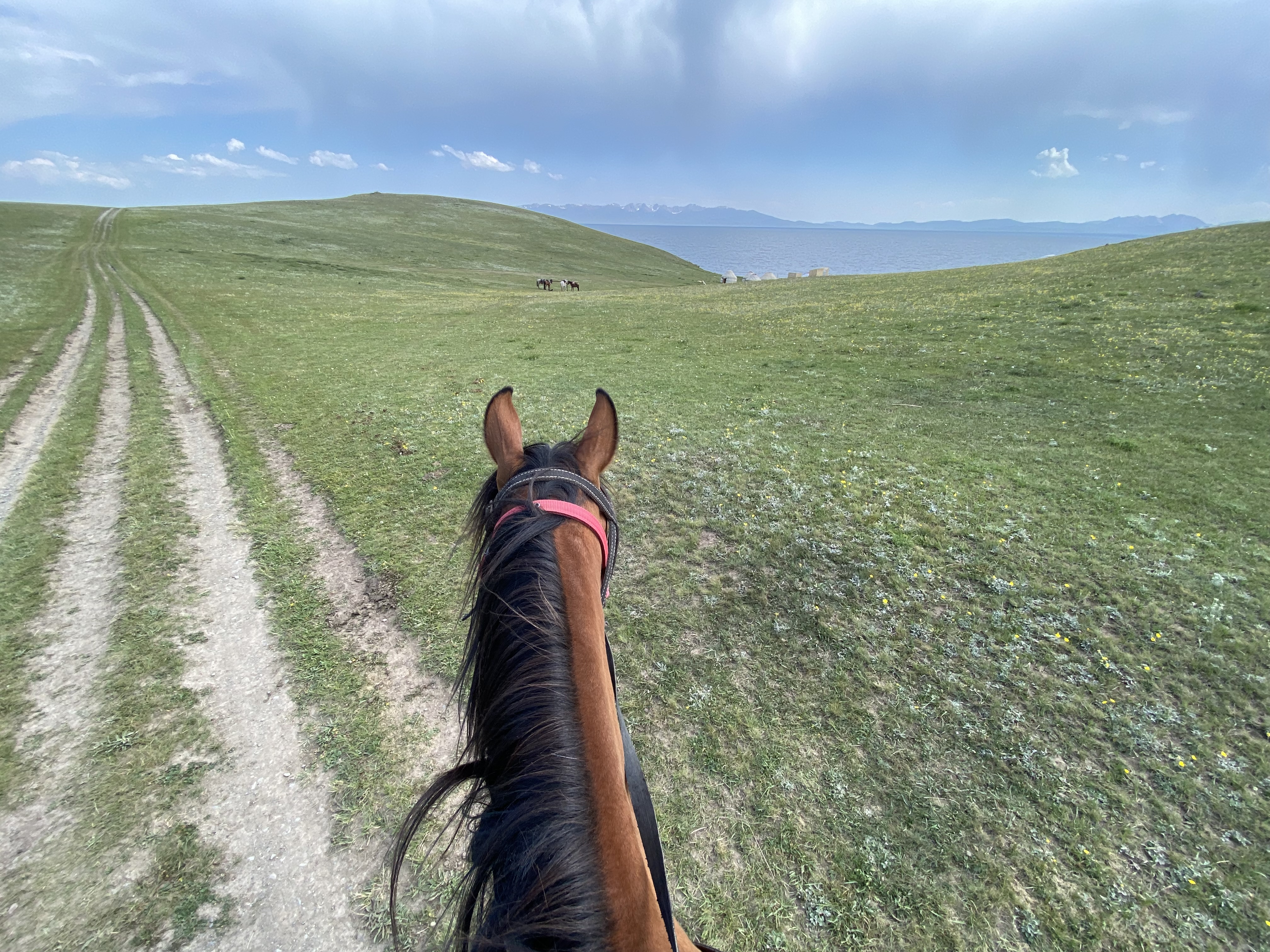 A chestnut brown horse with a black mane looking out upon the grassy hills, with Song Kul lake in the background.