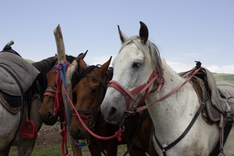 Two brown horses and a grey horse standing together in Kyrgyzstan.
