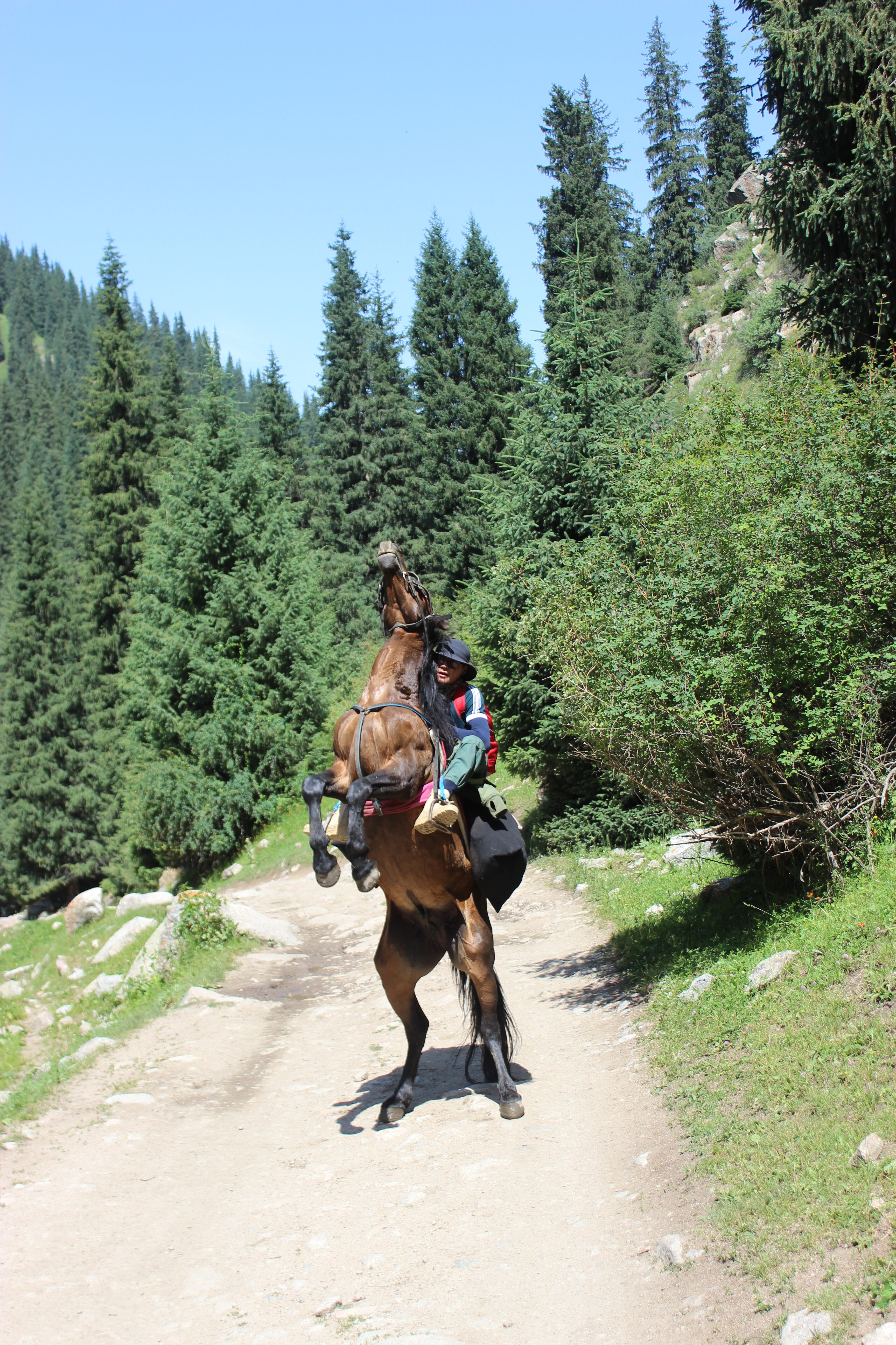 A rearing horse with a brave rider among the pine trees on a trail to Altyn Arashan.