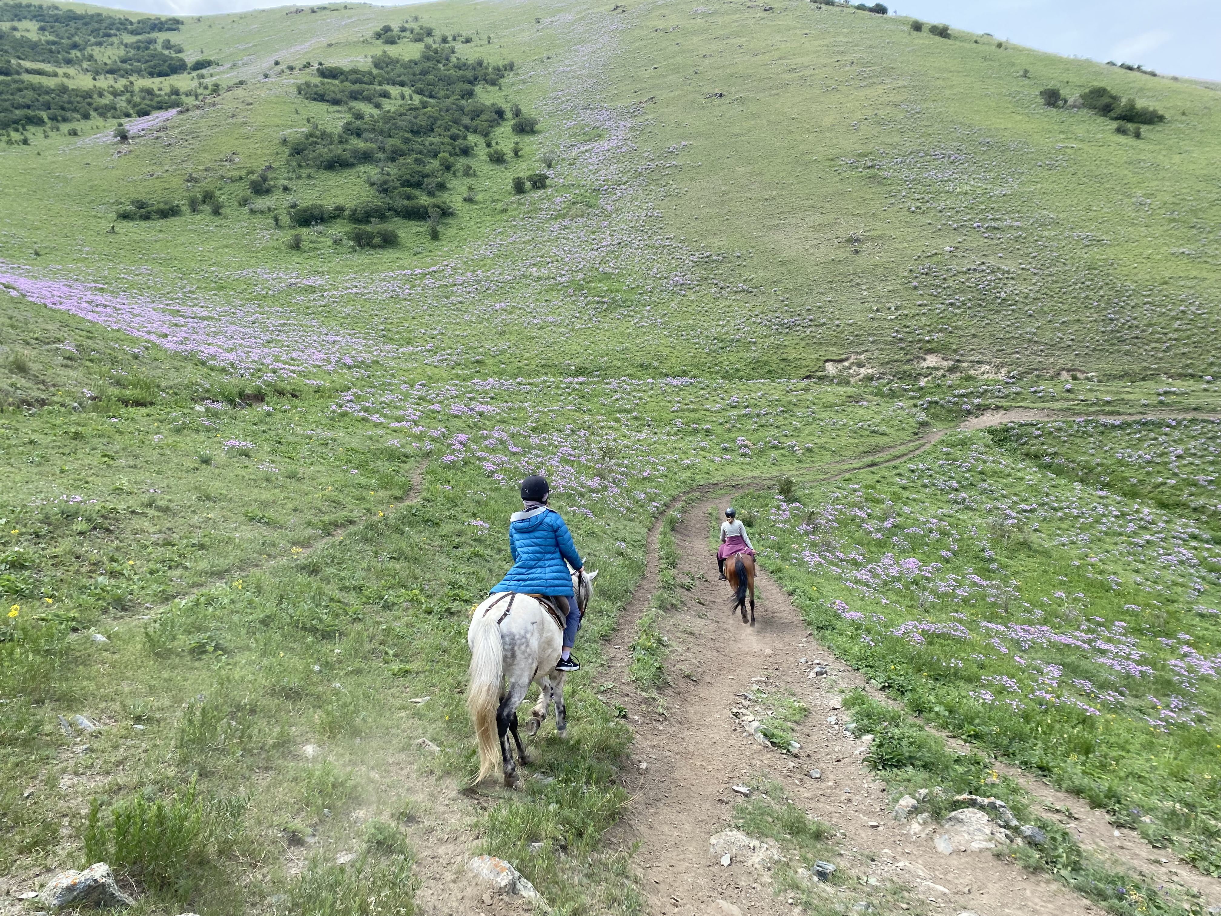 A pair of horseback riders – one wearing a blue coat riding a grey horse, and the other wearing a purple coat riding a dark brown horse – ride along green hills speckled with purple wildflowers in Kyrgyzstan.
