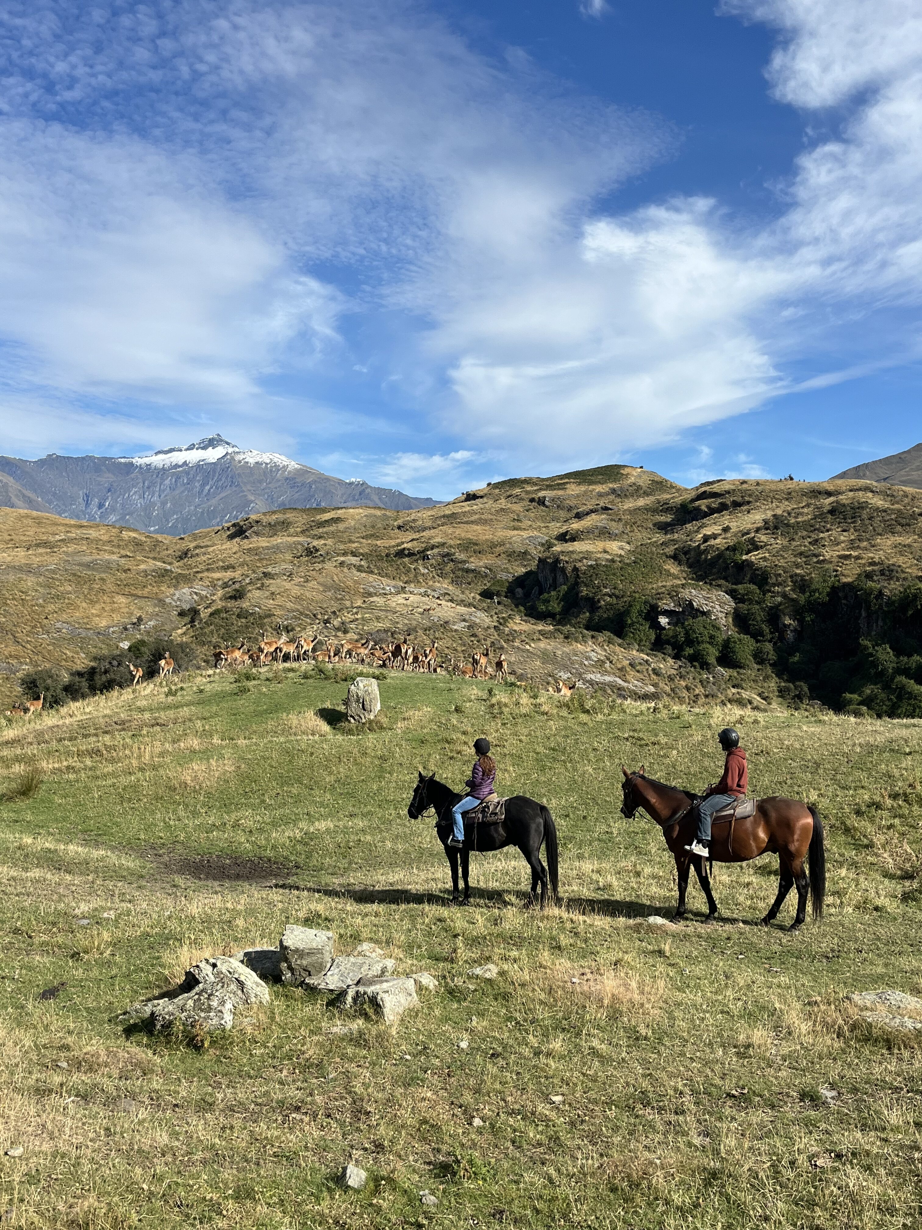A pair of horseback riders in Wānaka looking out on a hillside speckled with local elk.