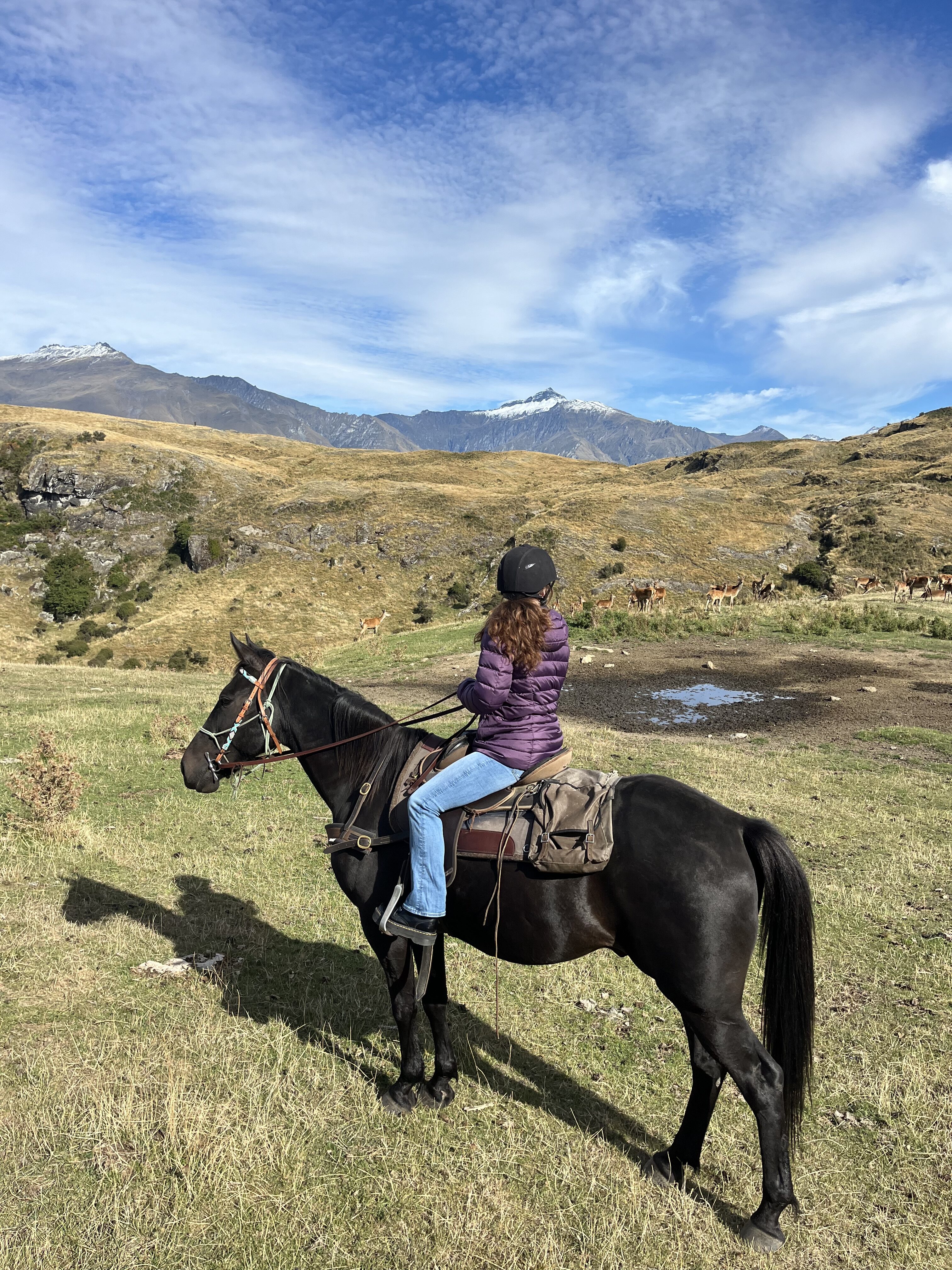 A horseback rider on a dark brown horse looking out over the hills of New Zealand at a herd of local elk.