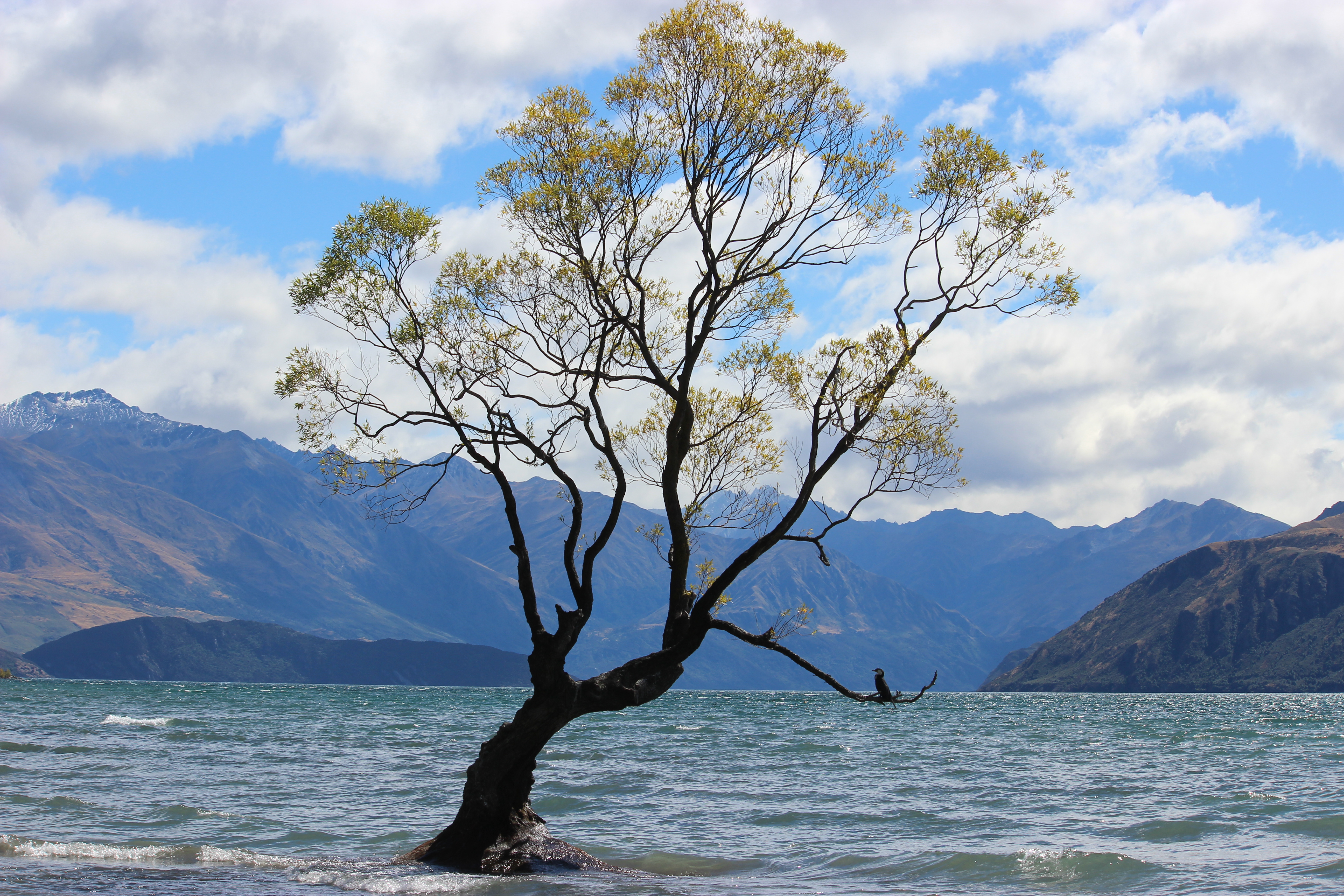 That Wānaka Tree – a famous landmark in the small town of Wānaka, a tree in the lake.
