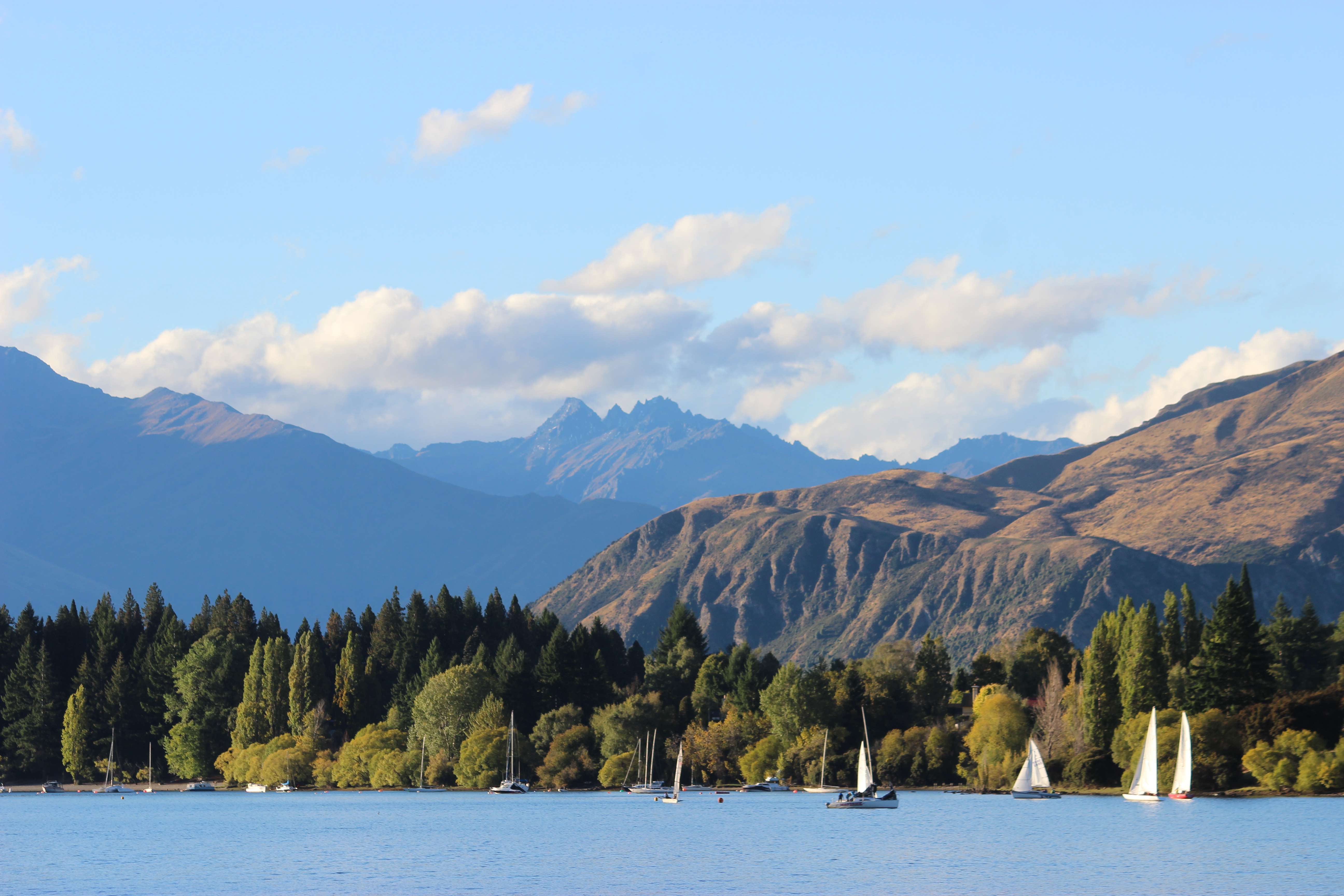 Picturesque white sailboats sailing along the lake in Wānaka in with vibrant trees in the background and a prominent brown hillside with blue mountains in the background.