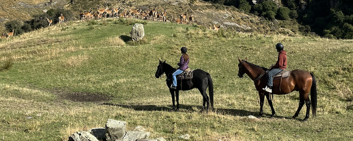 Horseback riders in Wanaka, New Zealand stopped in front of a herd of elk.