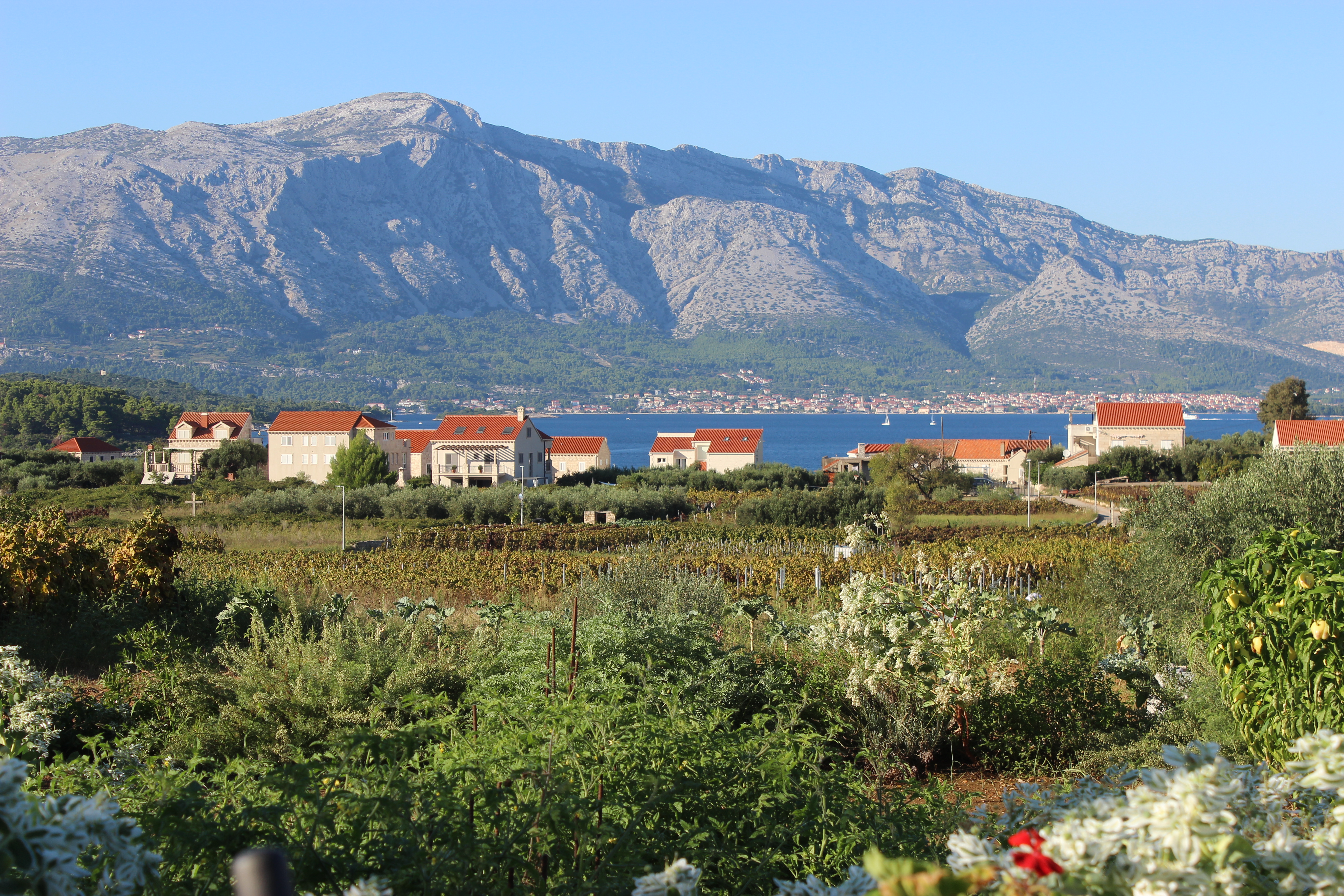 A vineyard in Korčula overlooking orange-roofed buildings and a large mountain in the background.