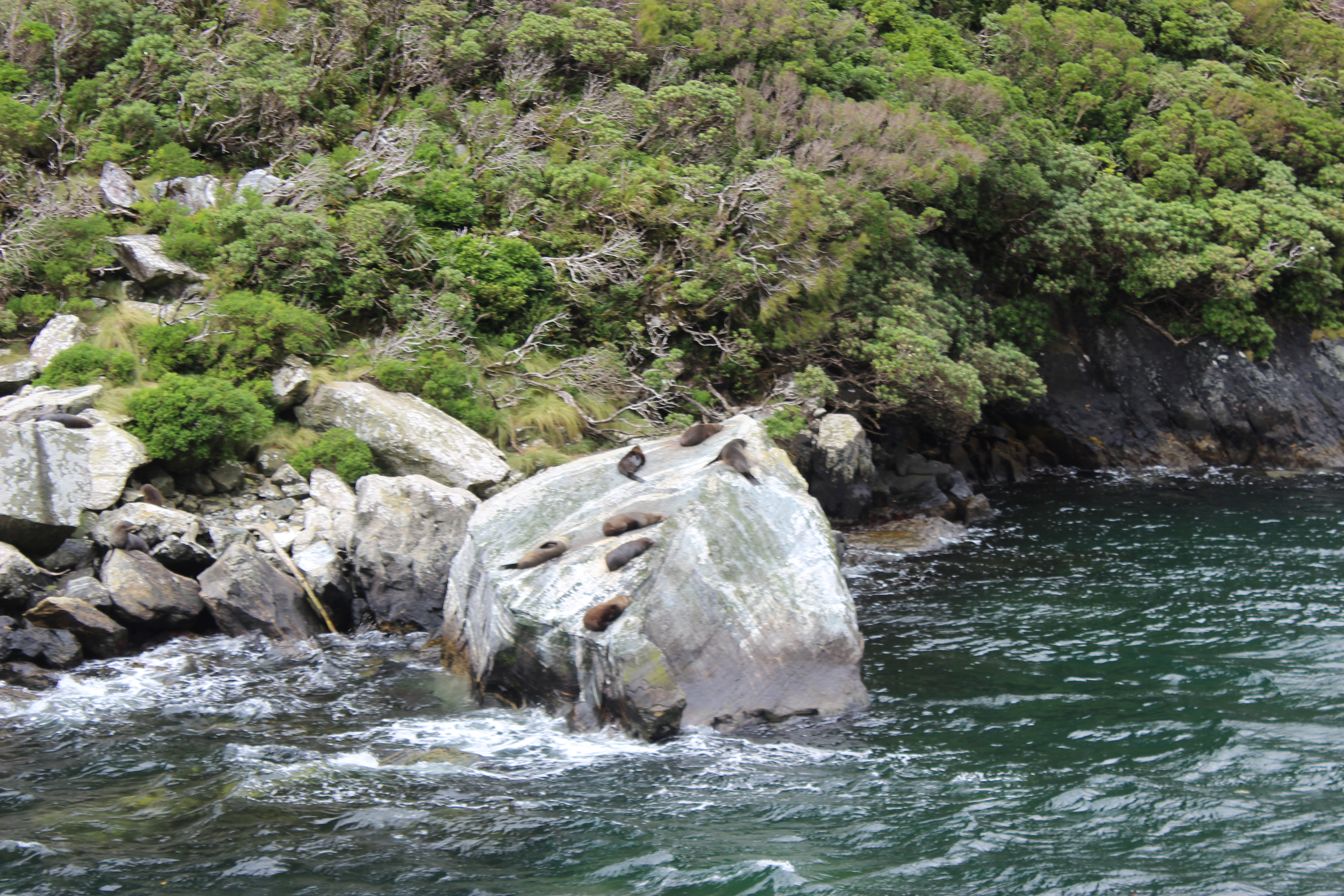 Seas lounging on a rock, Milford Sound
