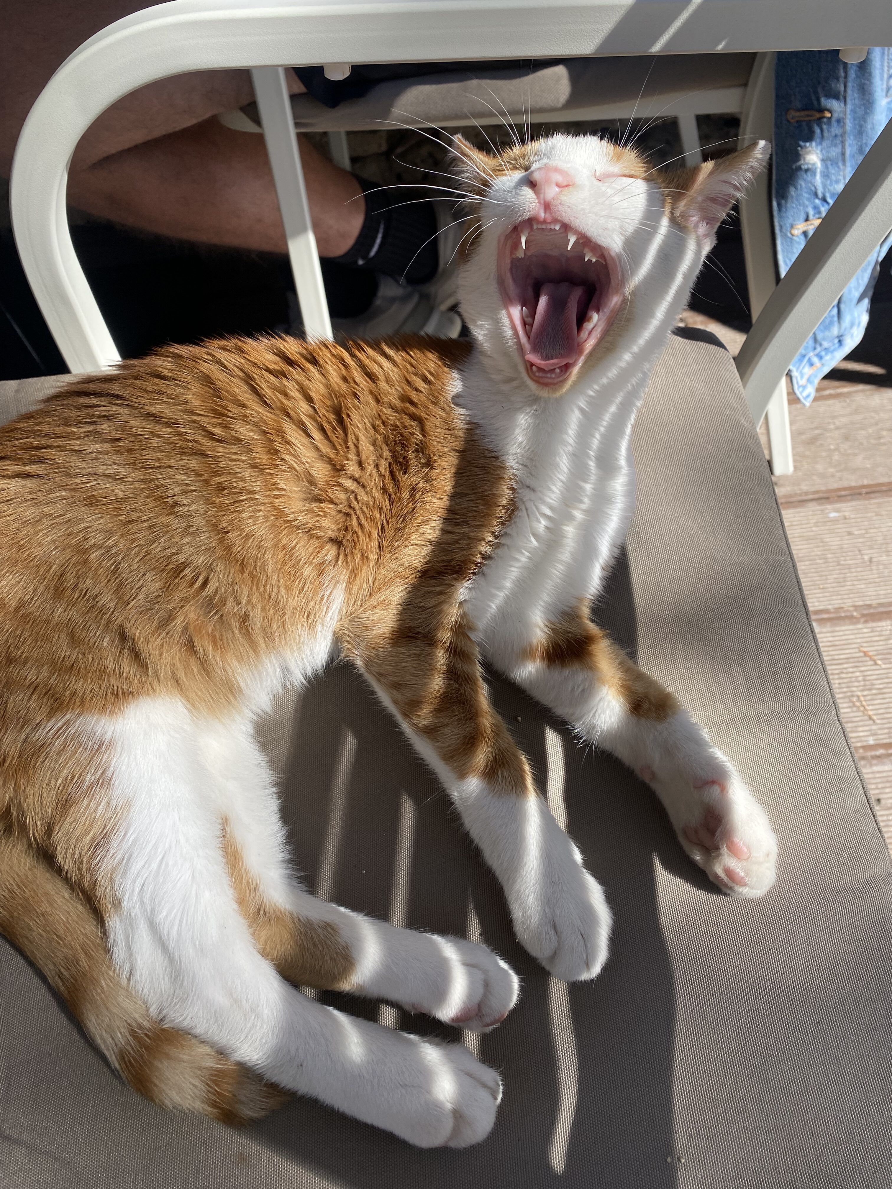 A yawning orange and white cat sitting on a chair at a Korčula restaurant.