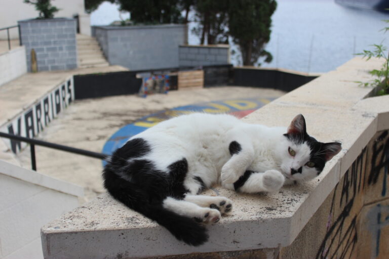 Black and white cat lying on a stone balcony in the ruins of Hotel Belvedere Dubrovnik.