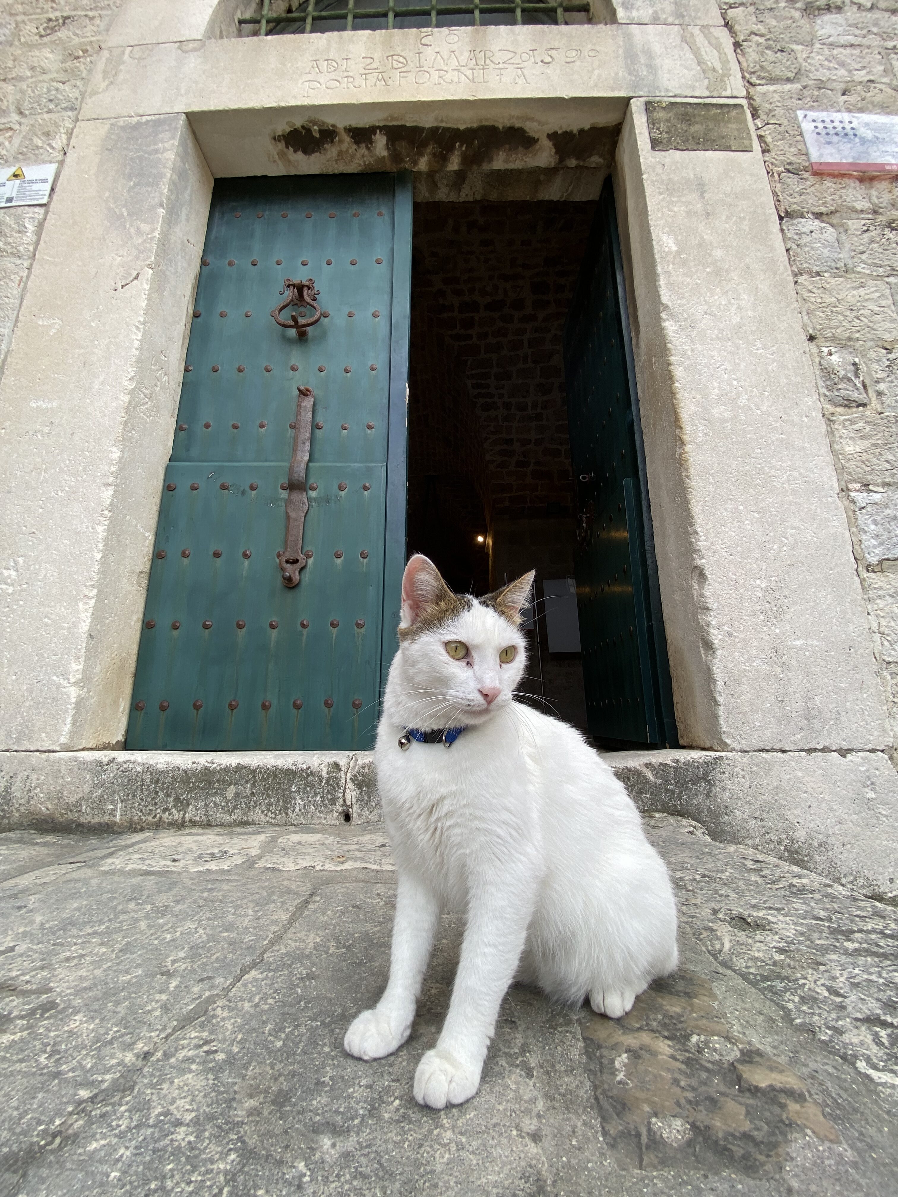 a white cat with tan ears sitting in front of the green doorway to the Ethnographic Museum Rupe in Dubrovnik.