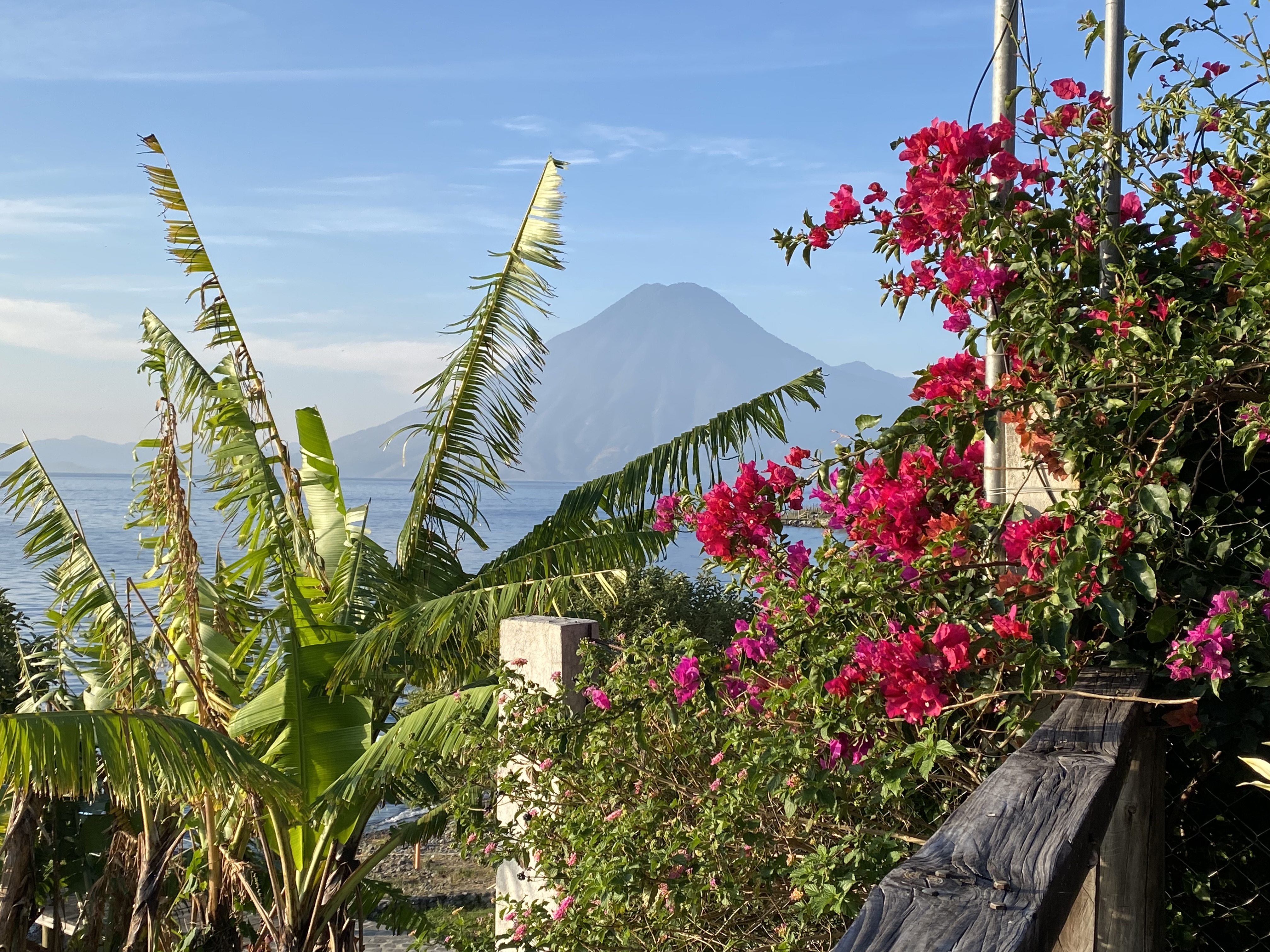 Vibrant green and pink plants with San Pedro Volcano at Lake Atitlán peeking through the background.