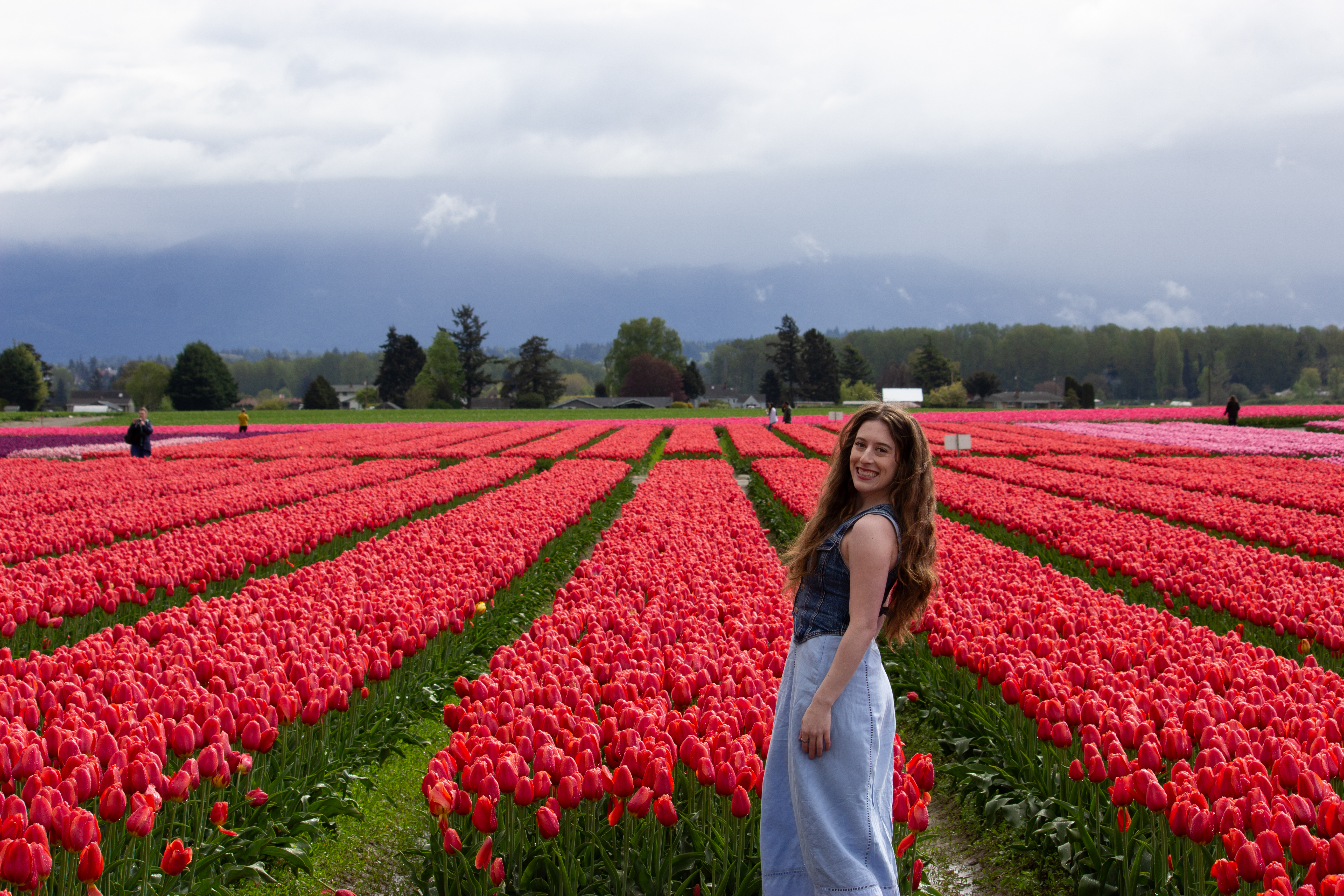 Skagit Valley Tulip Festival: How and When to See Washington Tulips