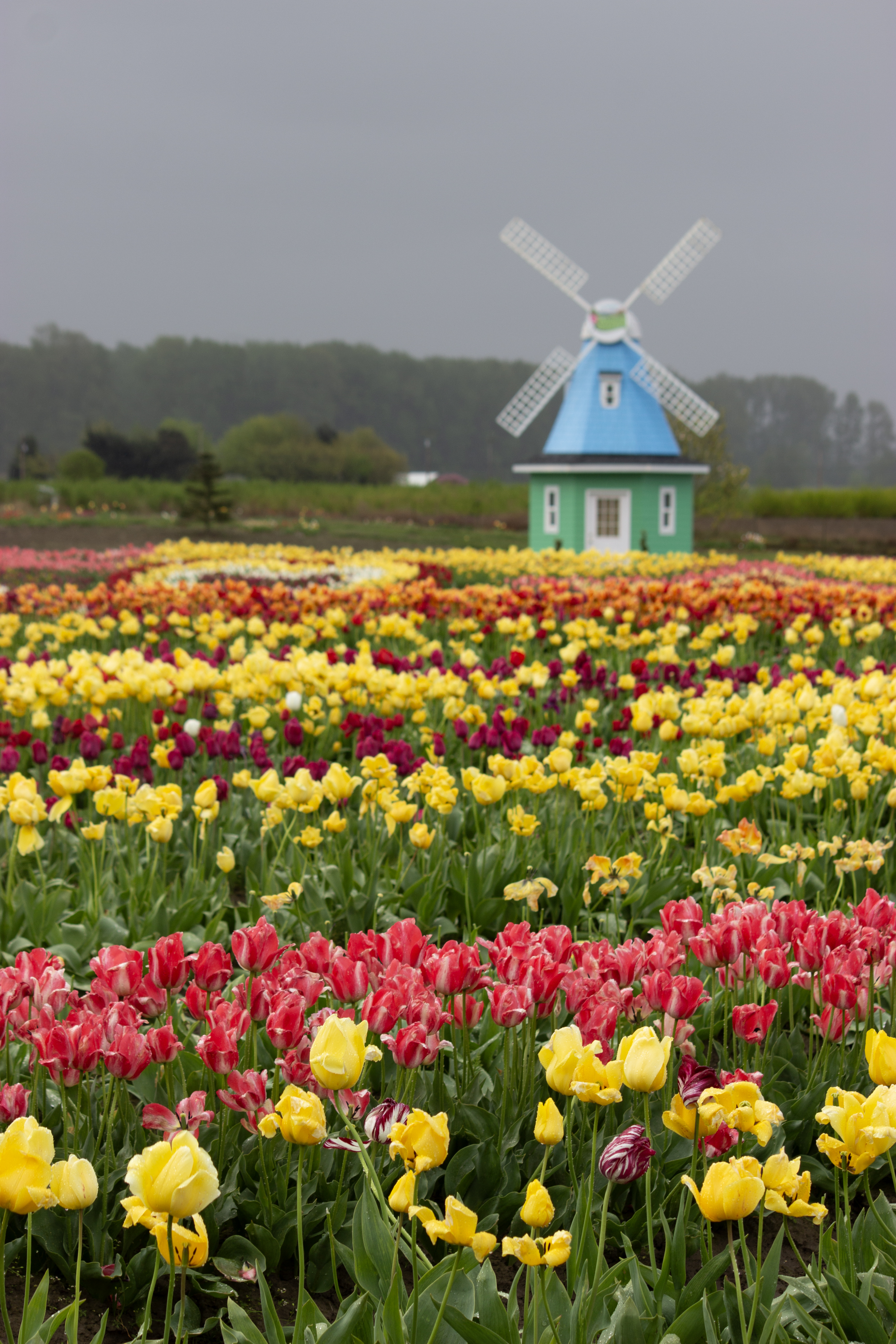 Vibrant tulips at Garden Rosalyn with the blue windmill.