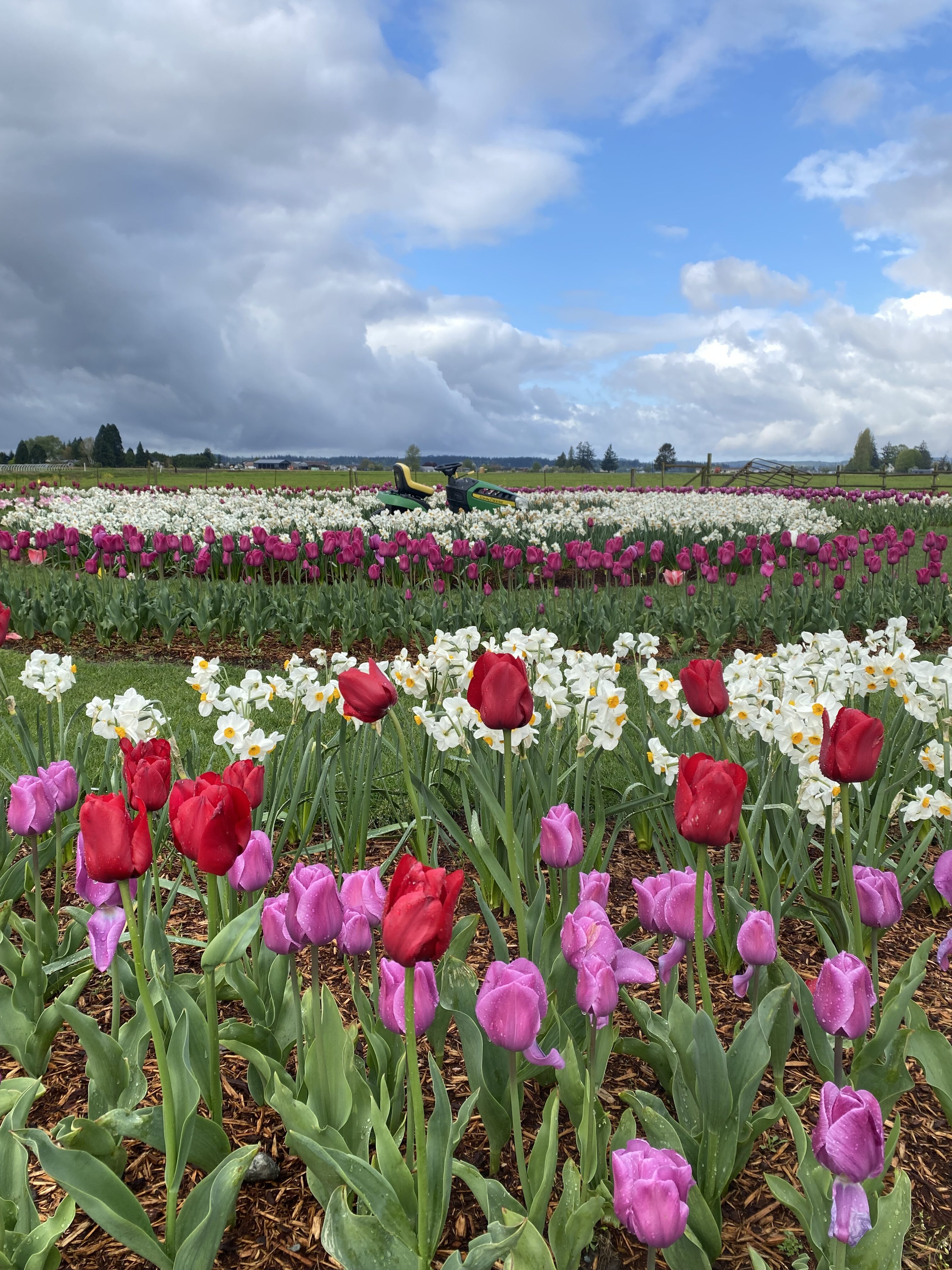 Garden Rosalyn tractor and tulips.