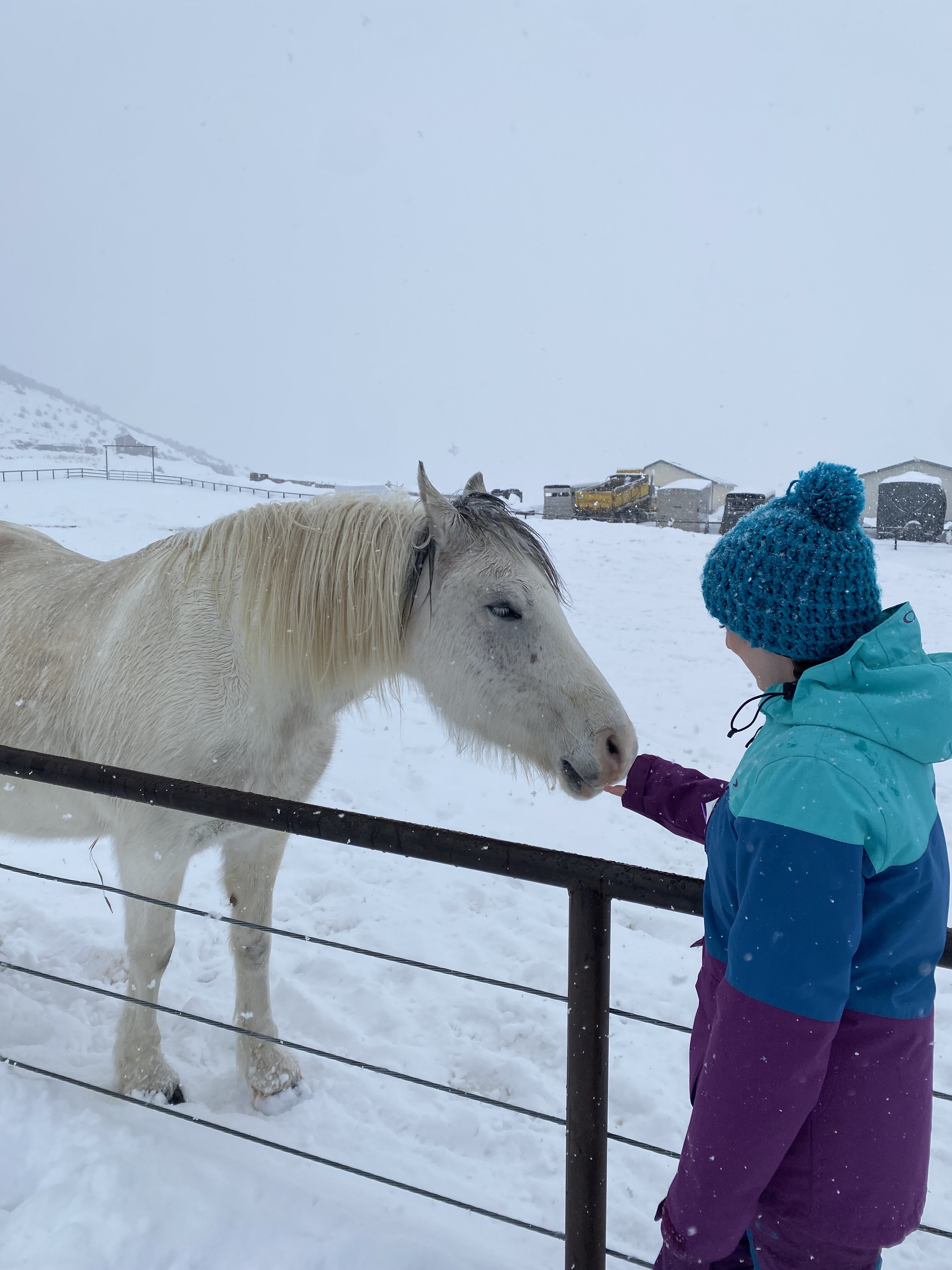 White horse and woman with a blue hat and a turquoise, blue and purple coat reaching for the horse at Saddleback Ranch.