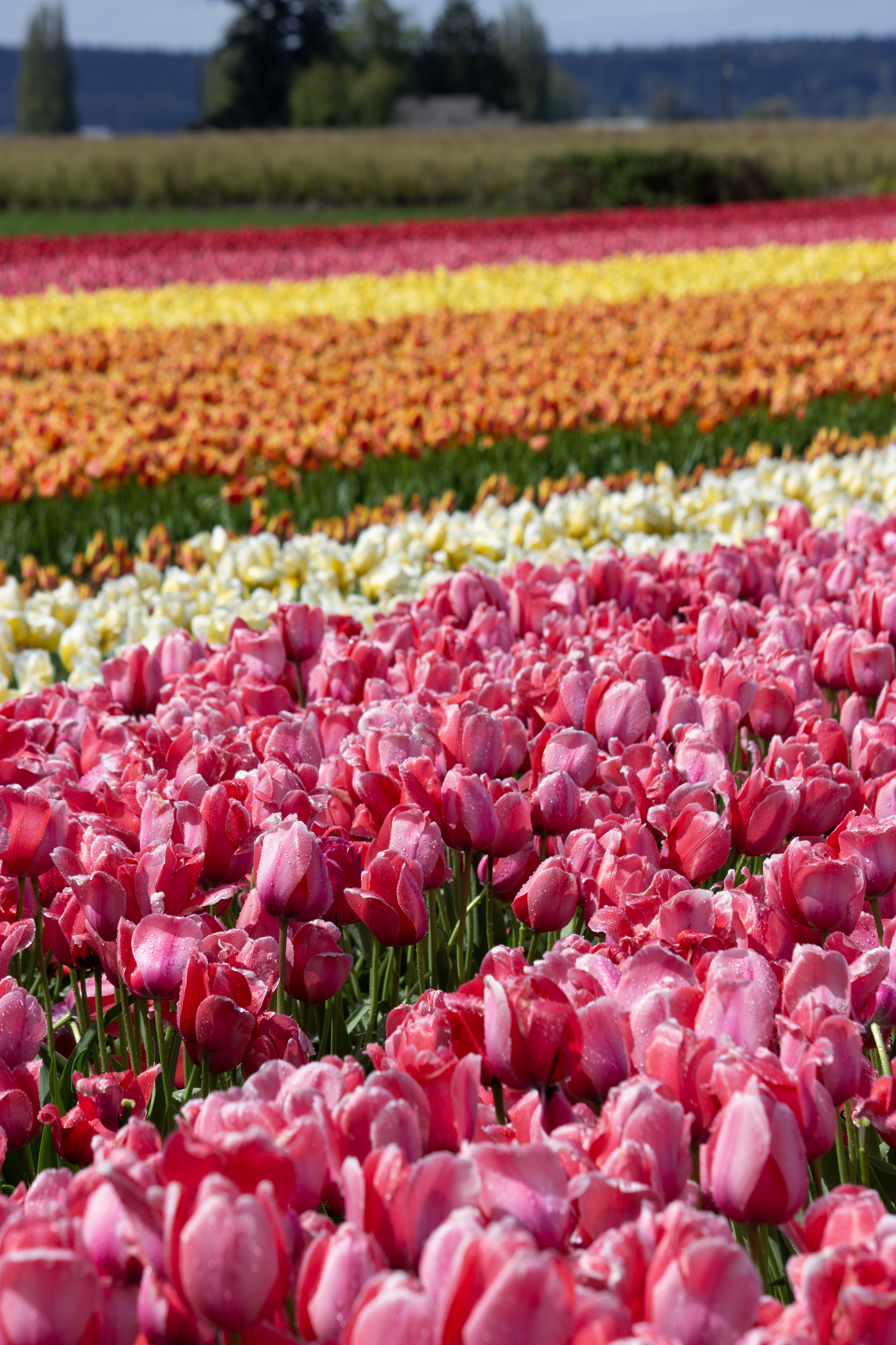 Pink, yellow and orange tulips at the Skagit Valley Tulip Festival.