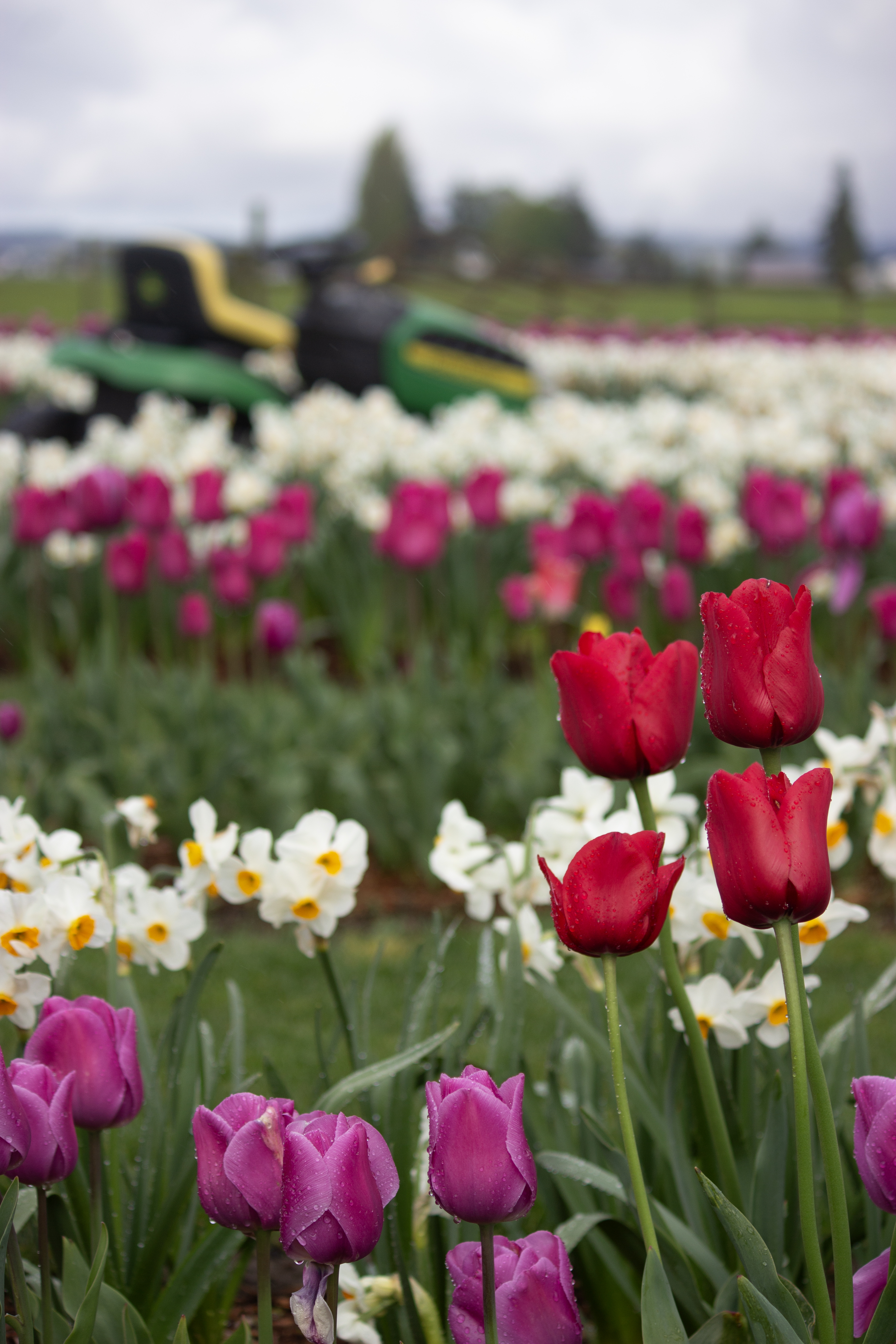 Red tulips among purple and white flowers with a tractor in the background at Garden Rosalyn. 