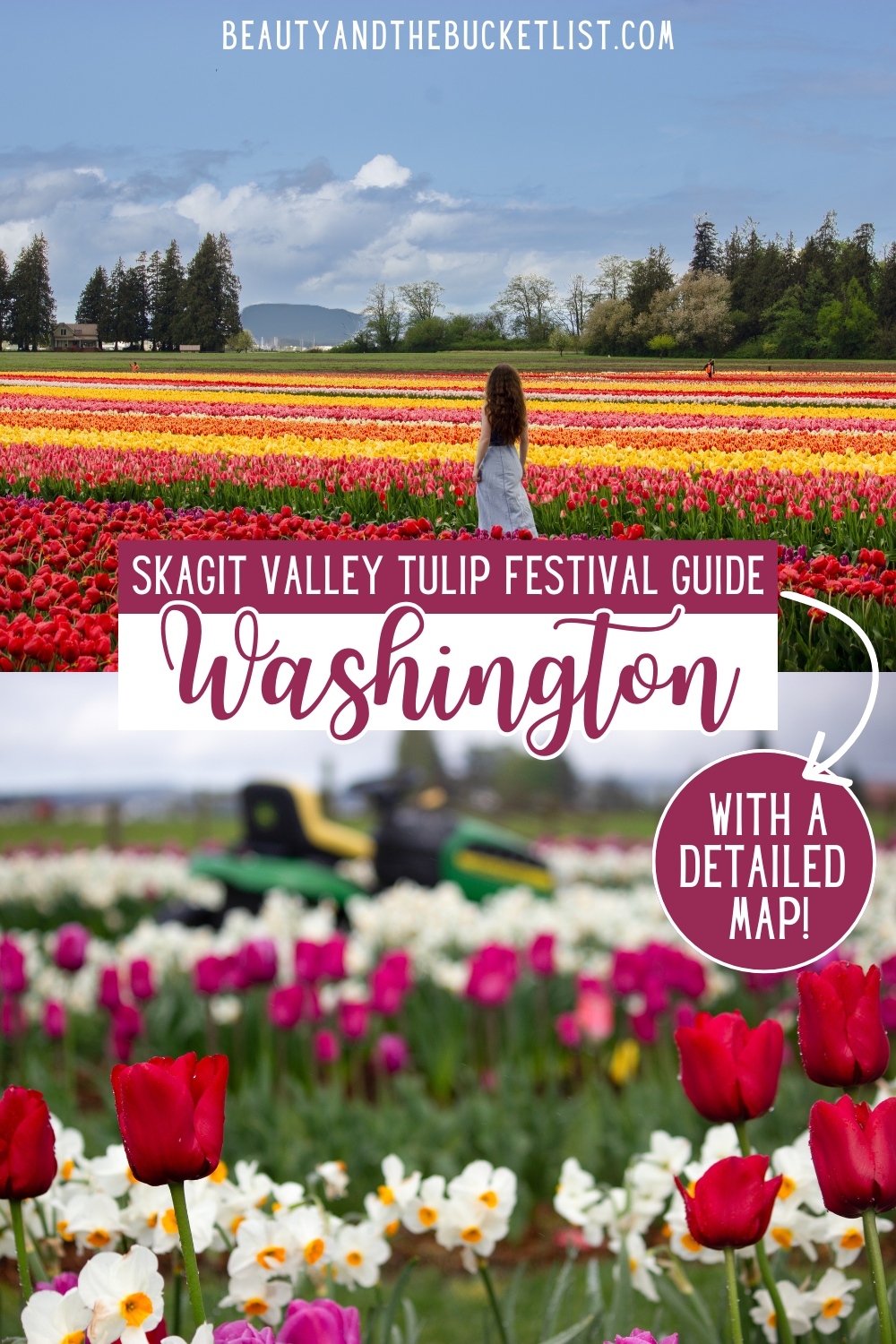 A colorful tulip festival graphic showing a woman walking among red and yellow tulips at the Skagit Valley Tulip Festival, and red tulips surrounded by other colorful flowers and a tractor in the distance. The text reads, "Skagit Valley Tulip Festival Guide, Washington, With a Detailed Map!".